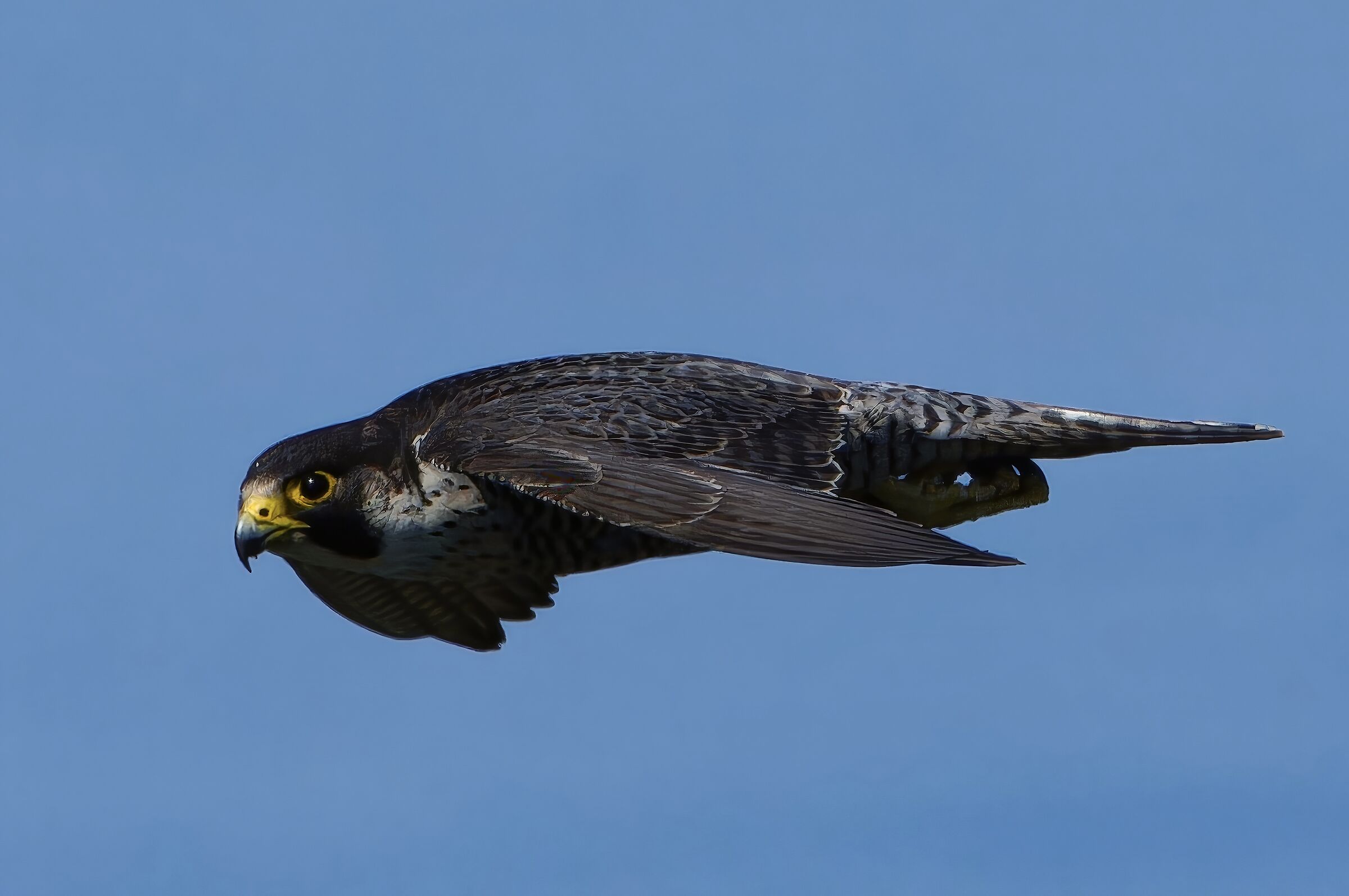 Peregrine