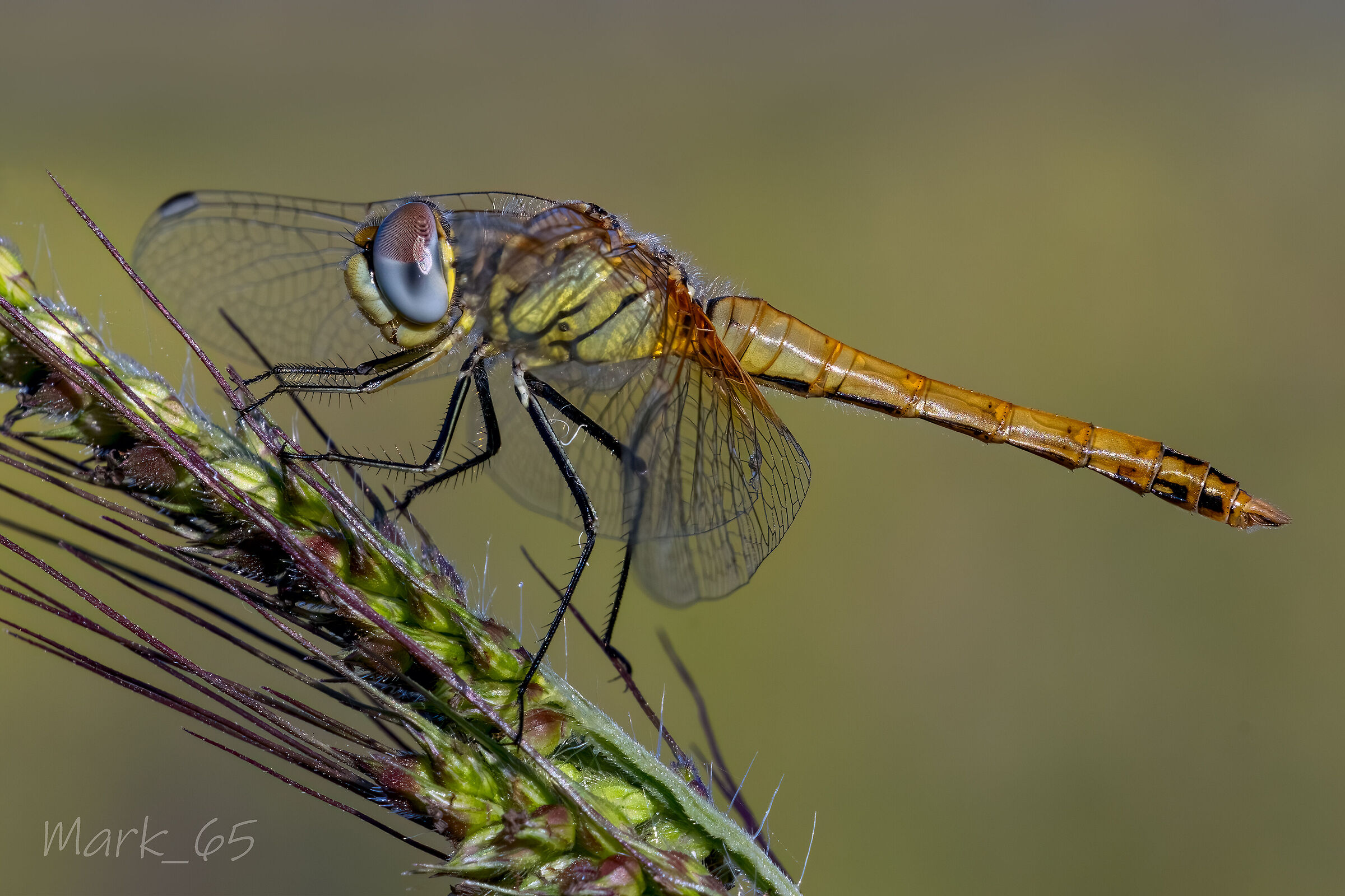 Sympetrum fonscolombii f.