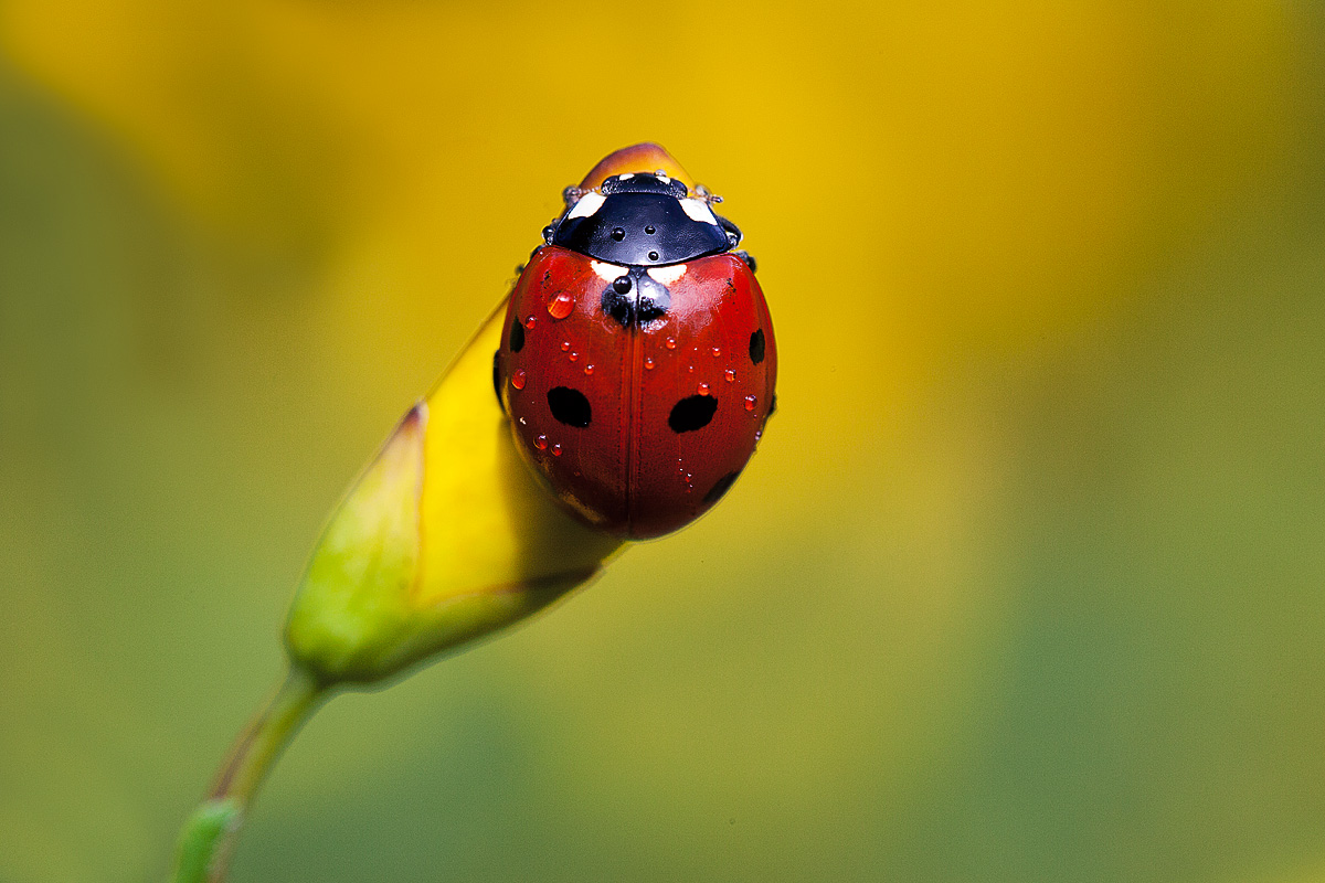 ladybug