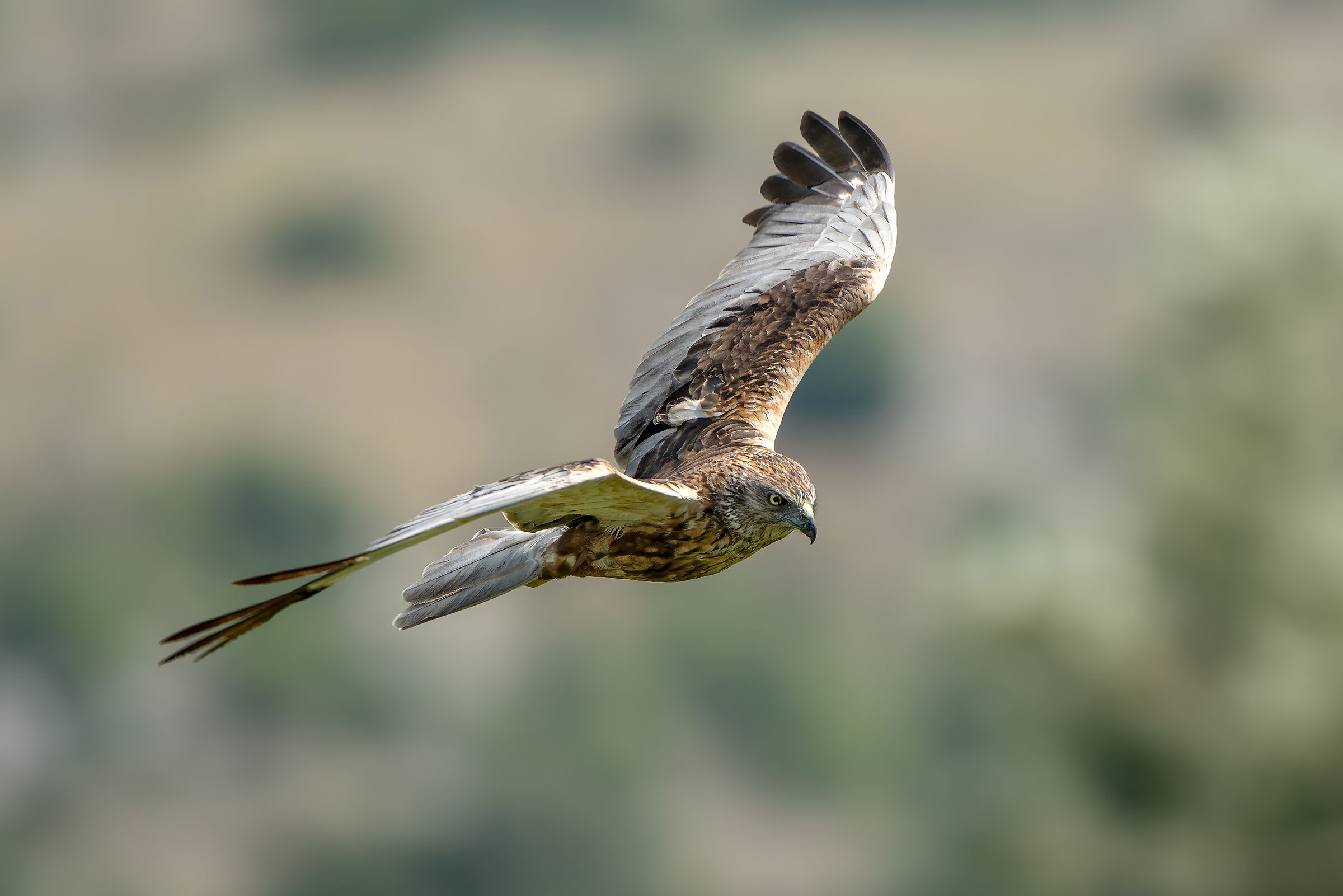 Falco di palude