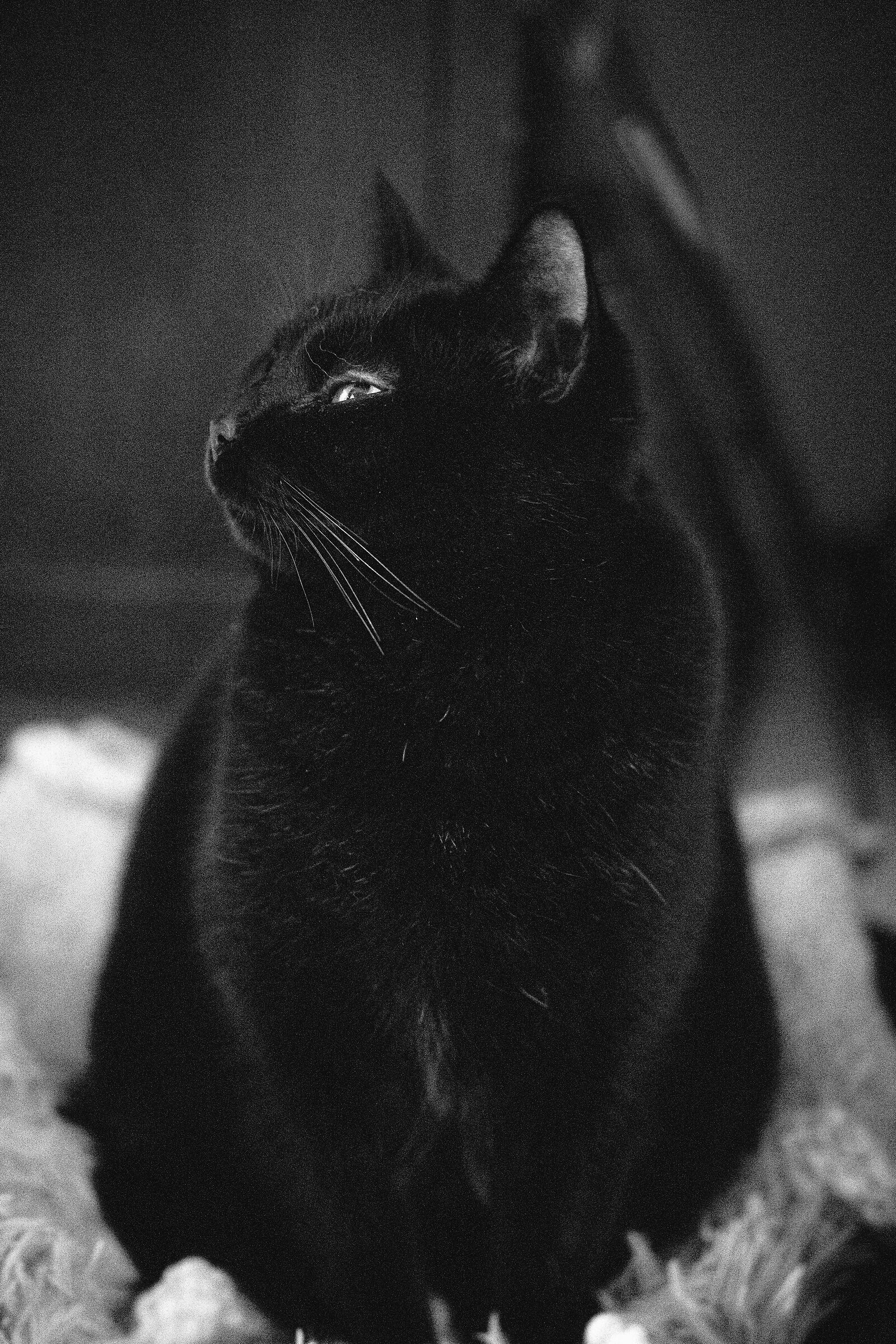 Black cat