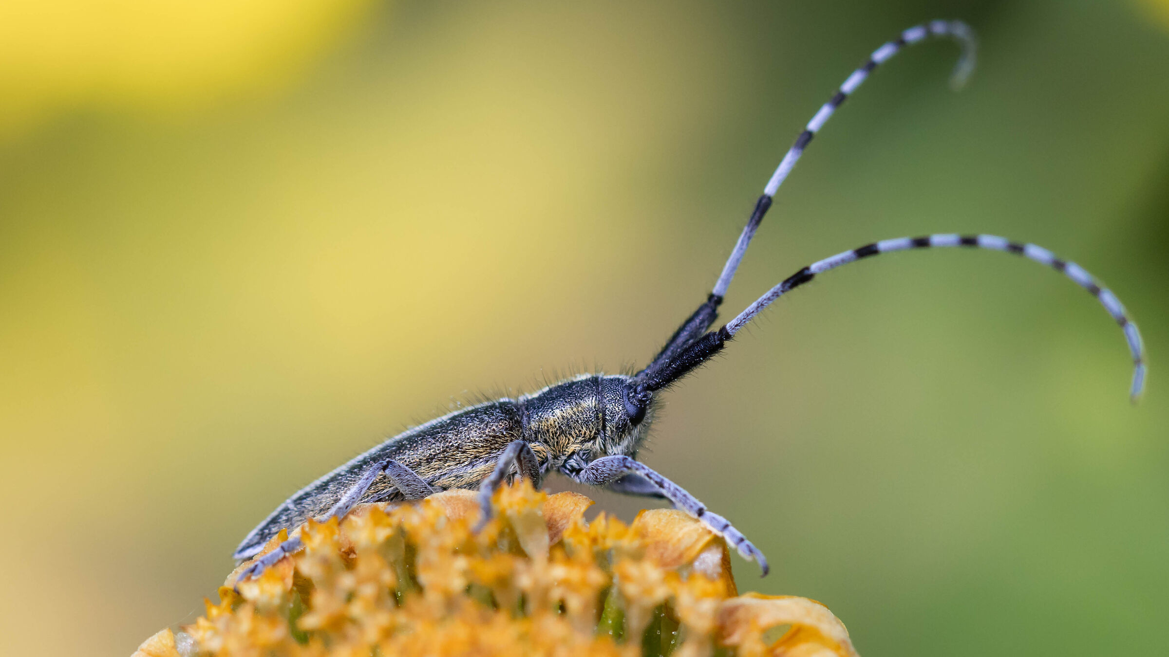 Le meraviglie della natura