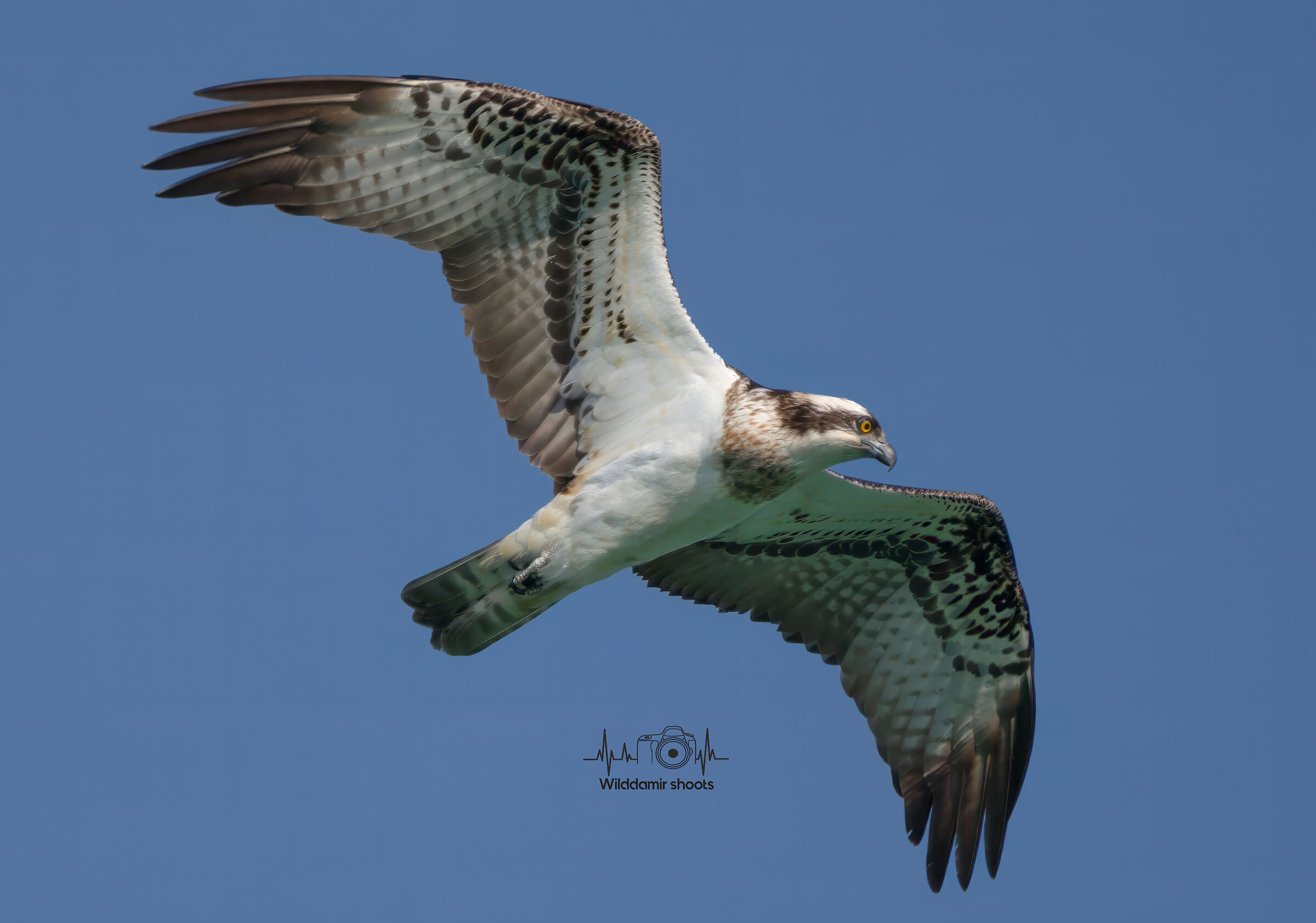 Osprey
