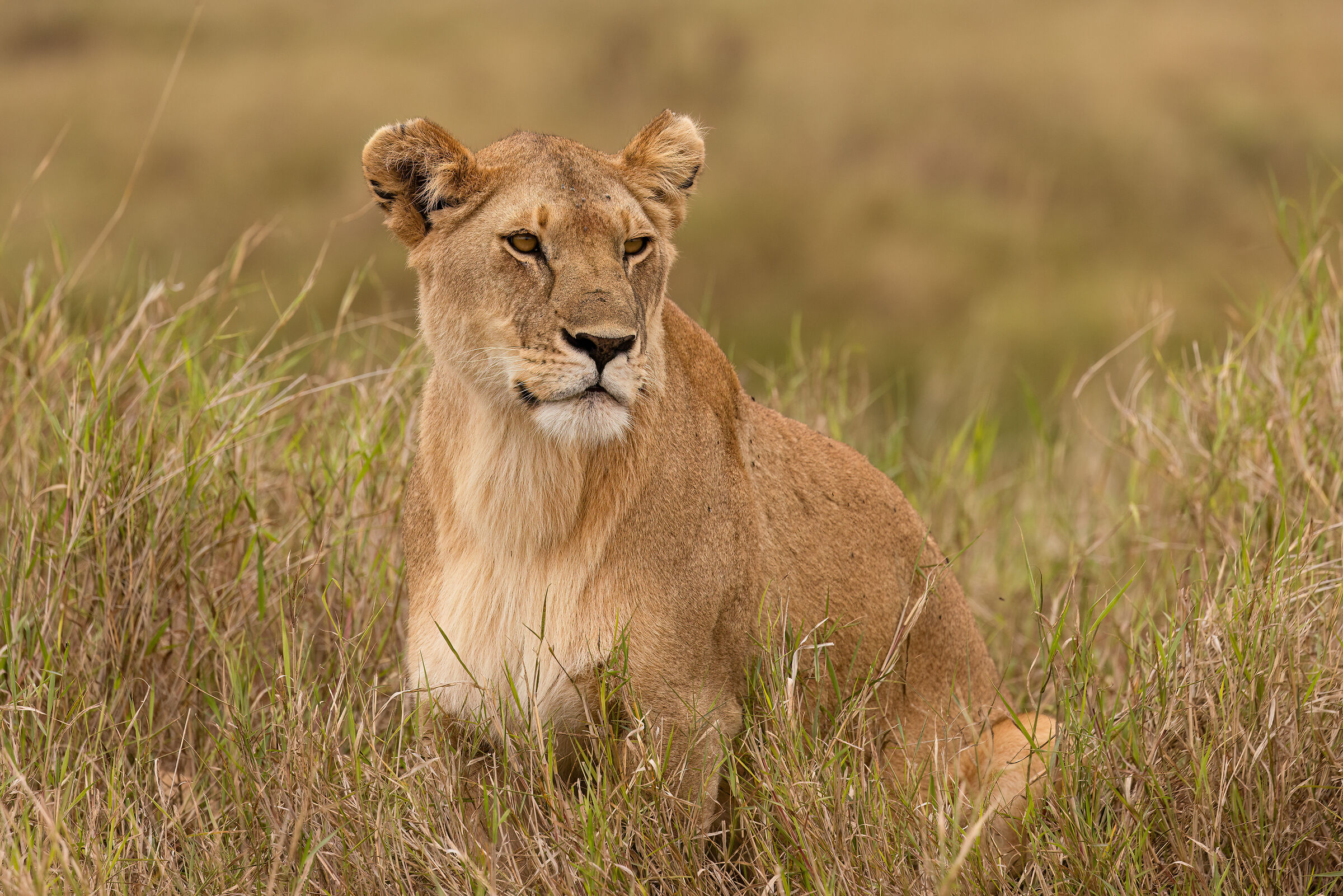 The Queen of Serengeti
