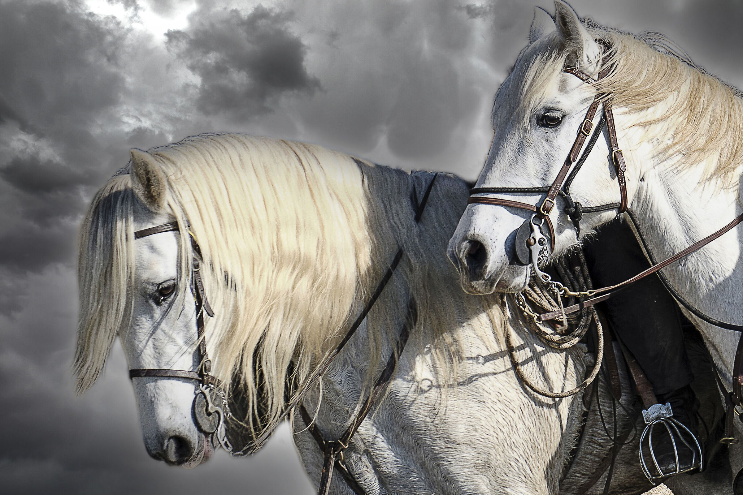 The Camargue horses
