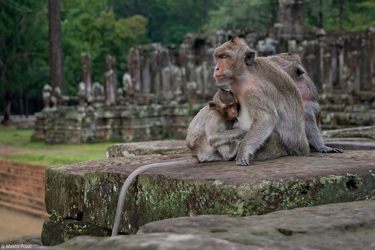 I Templi .. la loro casa..
