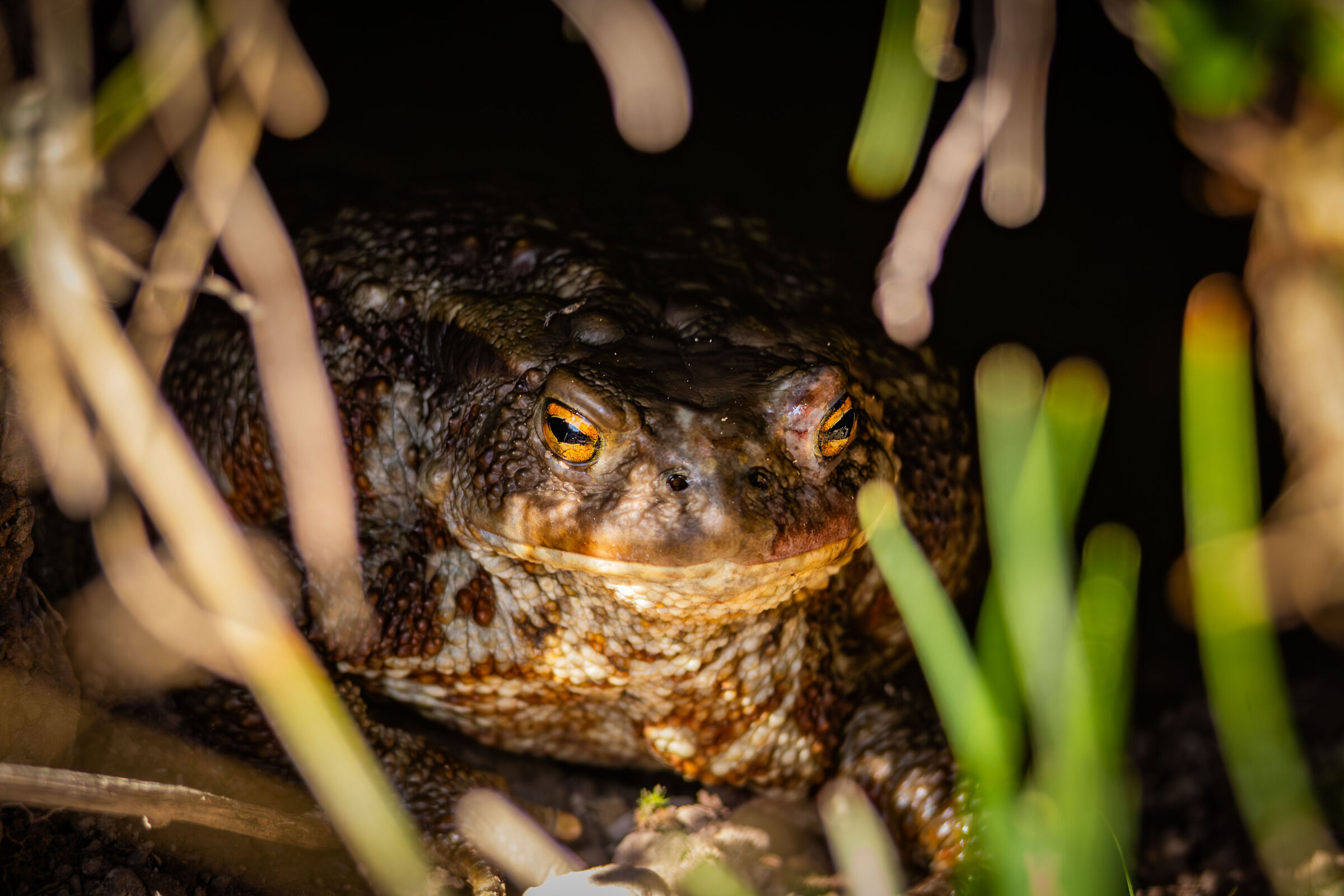 Il guardiano del buco