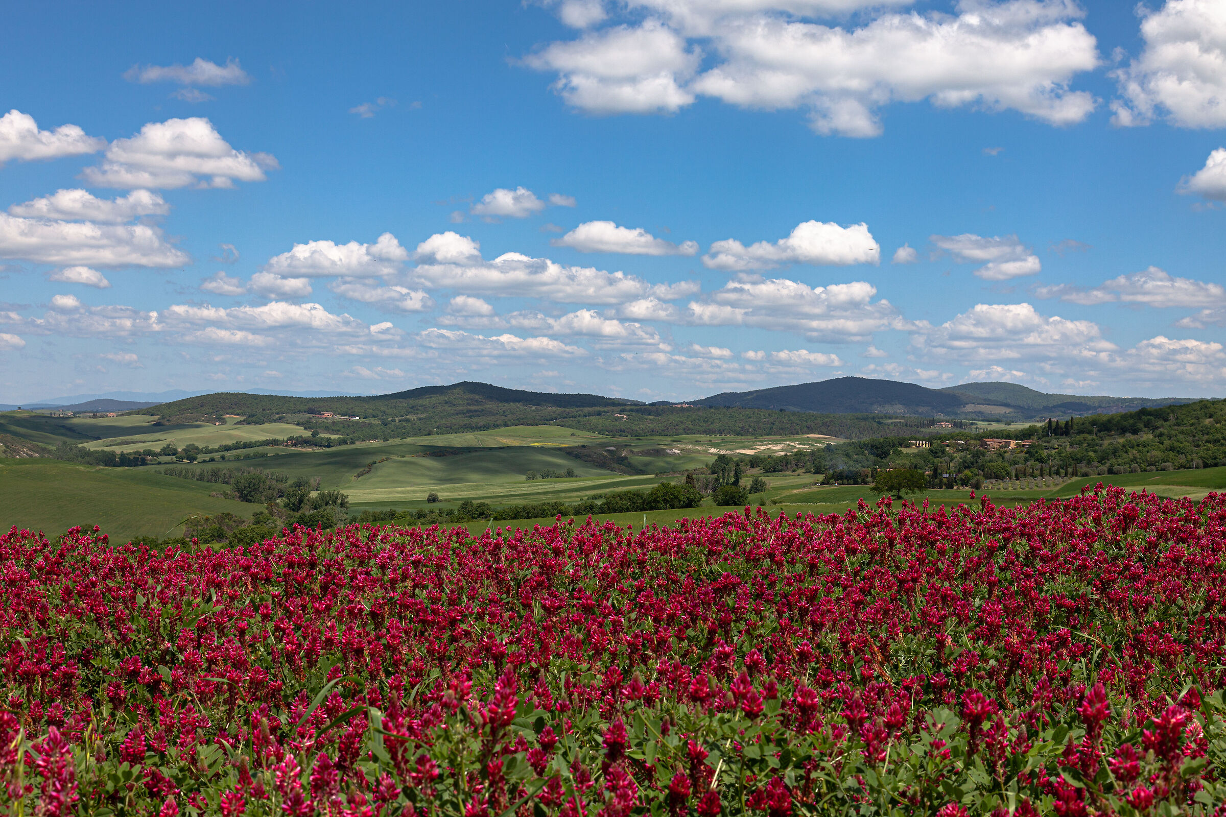 Flowers and hills