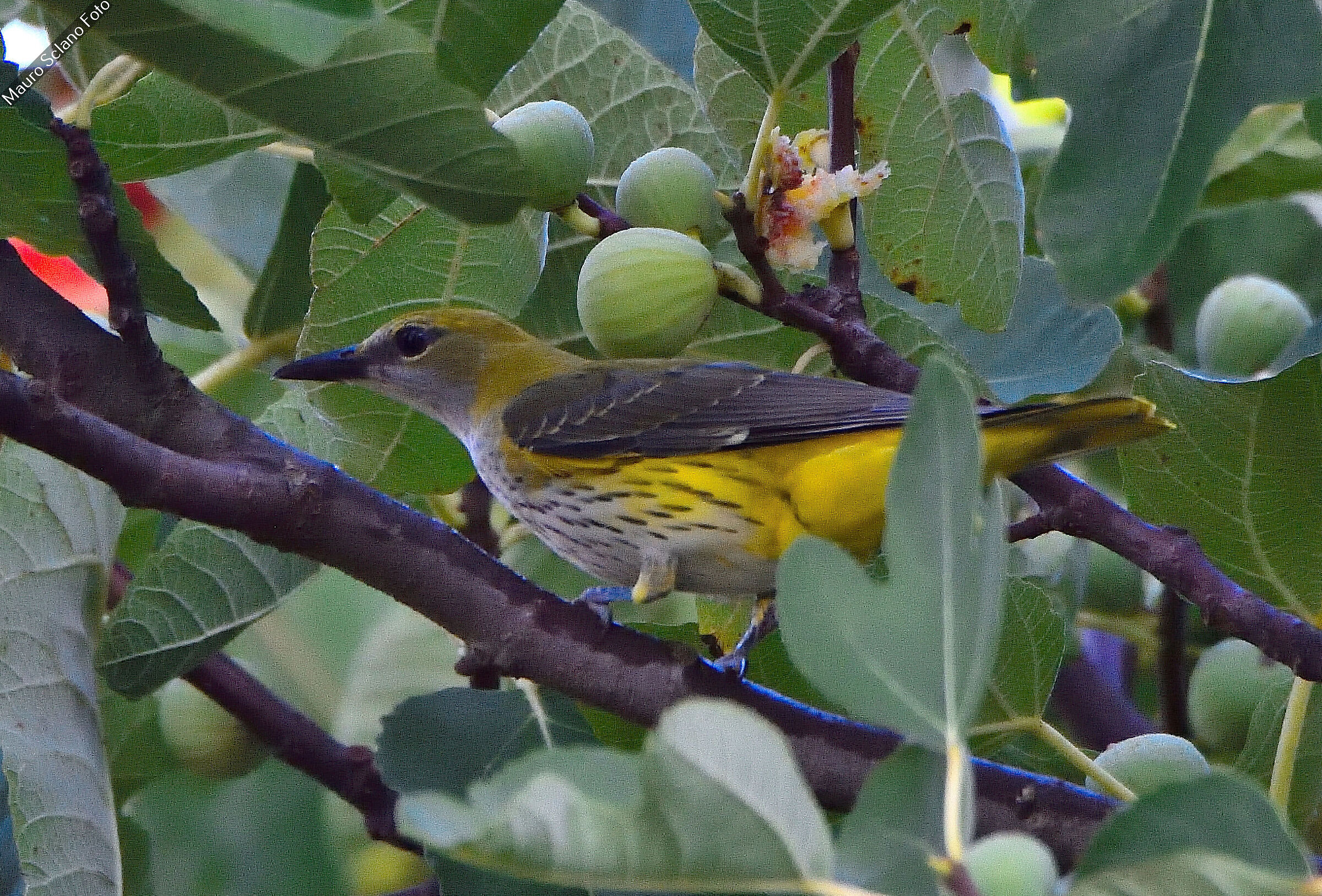 Golden oriole