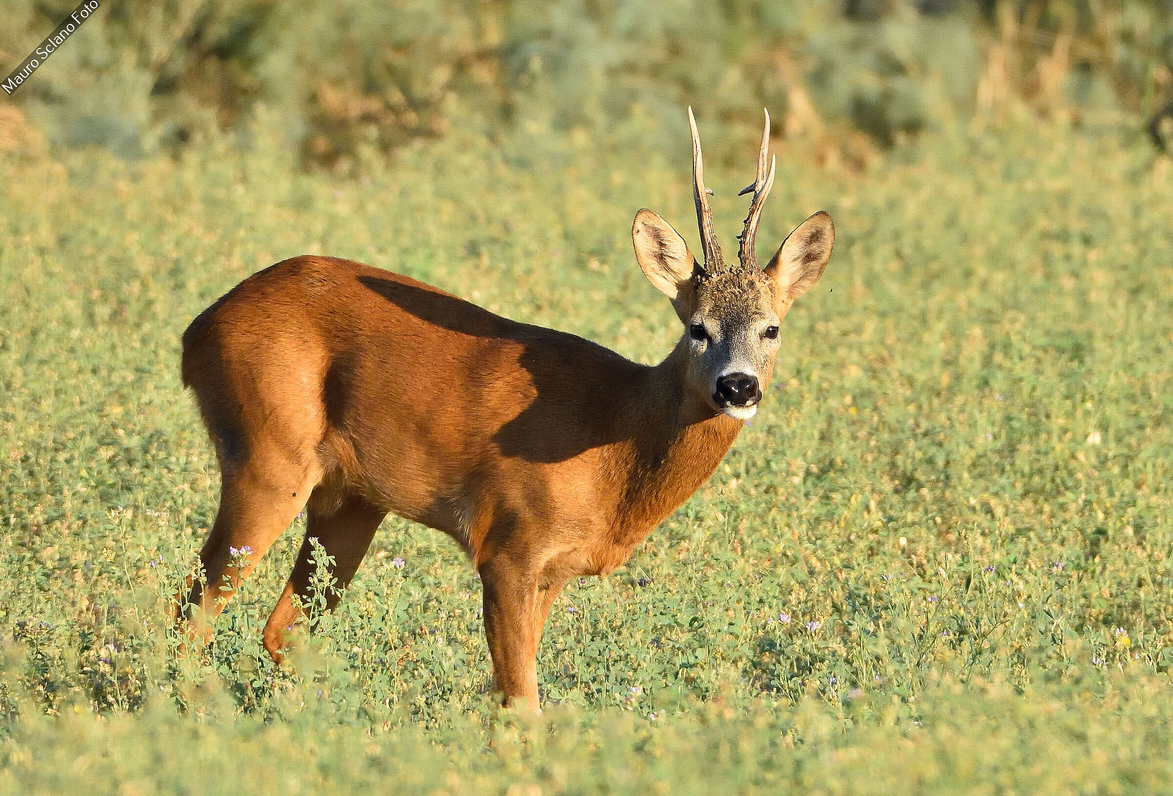 Roe deer