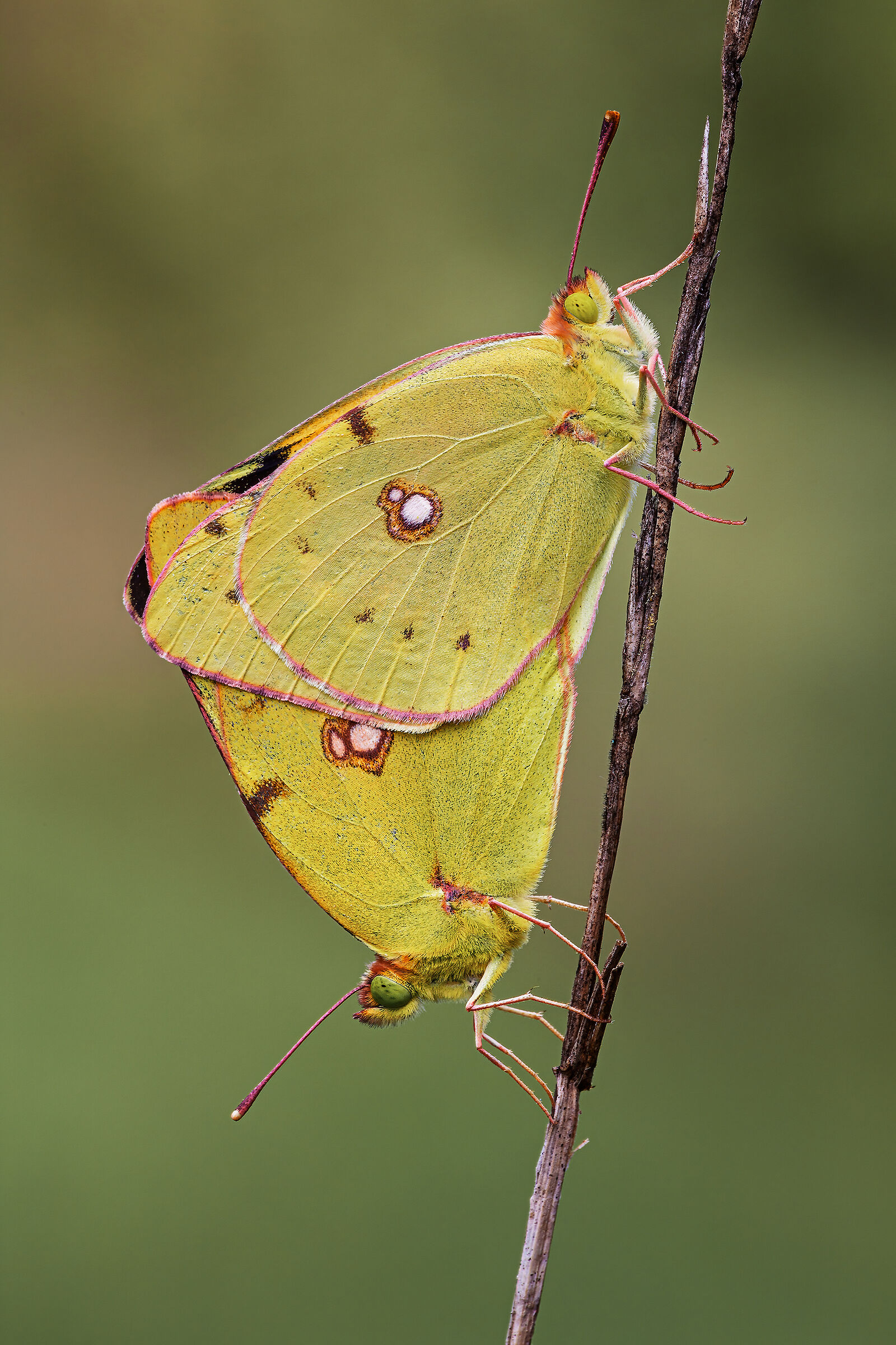 Colias crocea