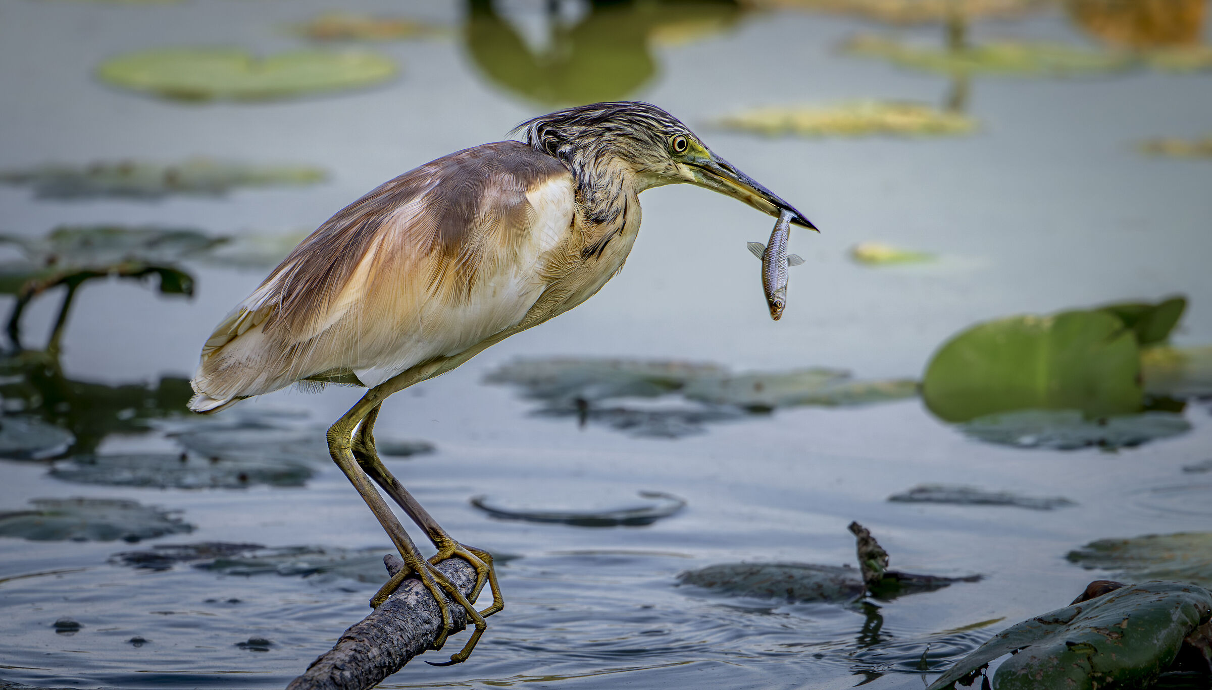 Squacco heron