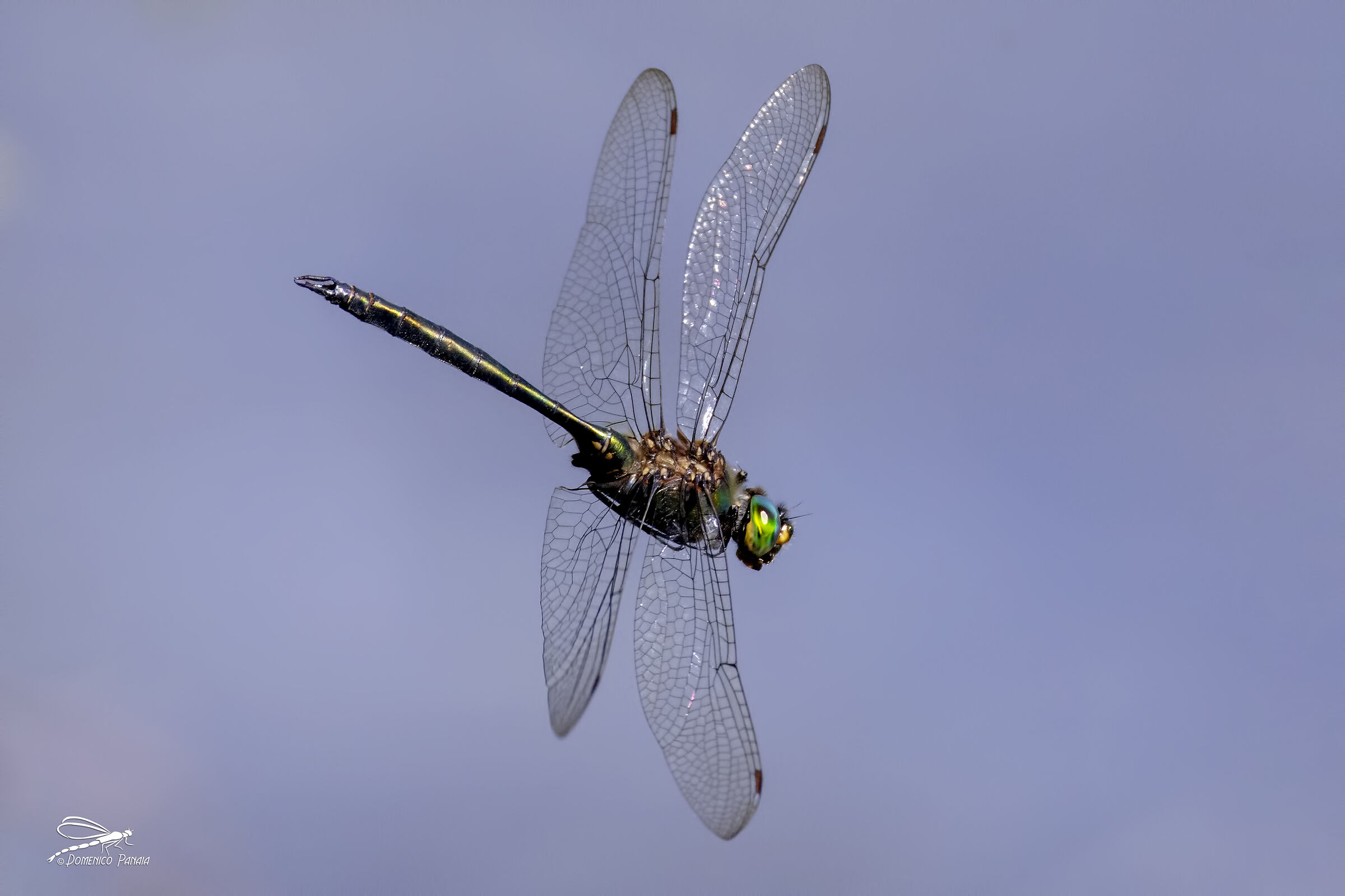 Male metallic Somatochlora