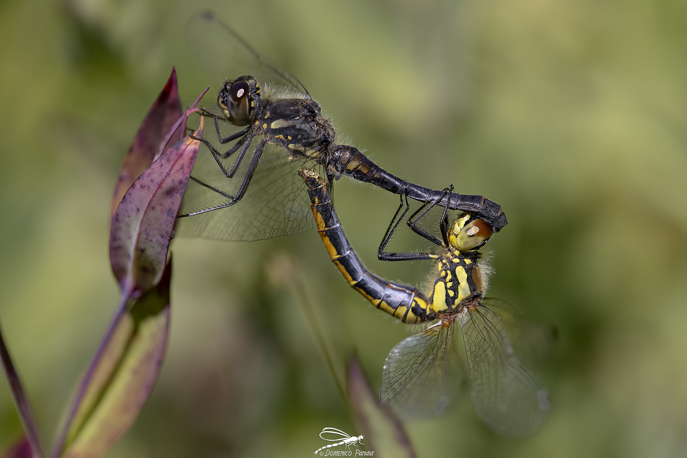 sympetrum danae