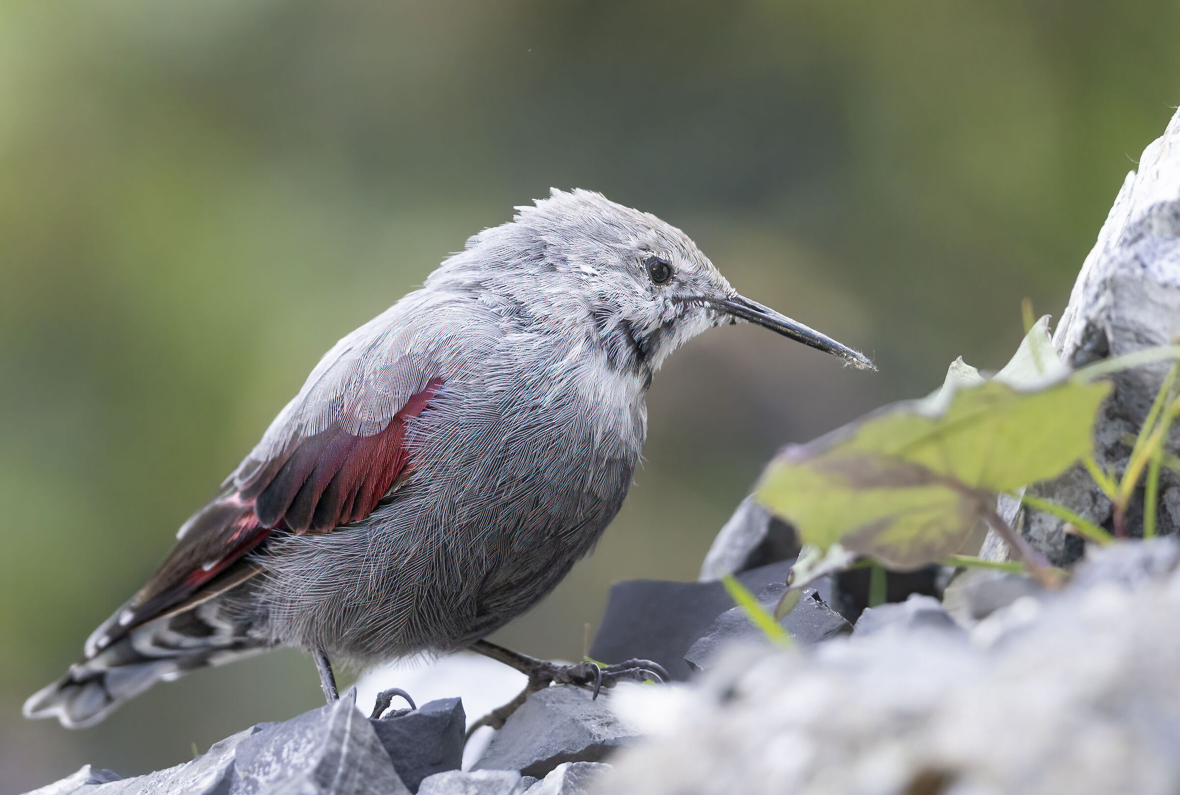 No crop wallcreeper, September 2025