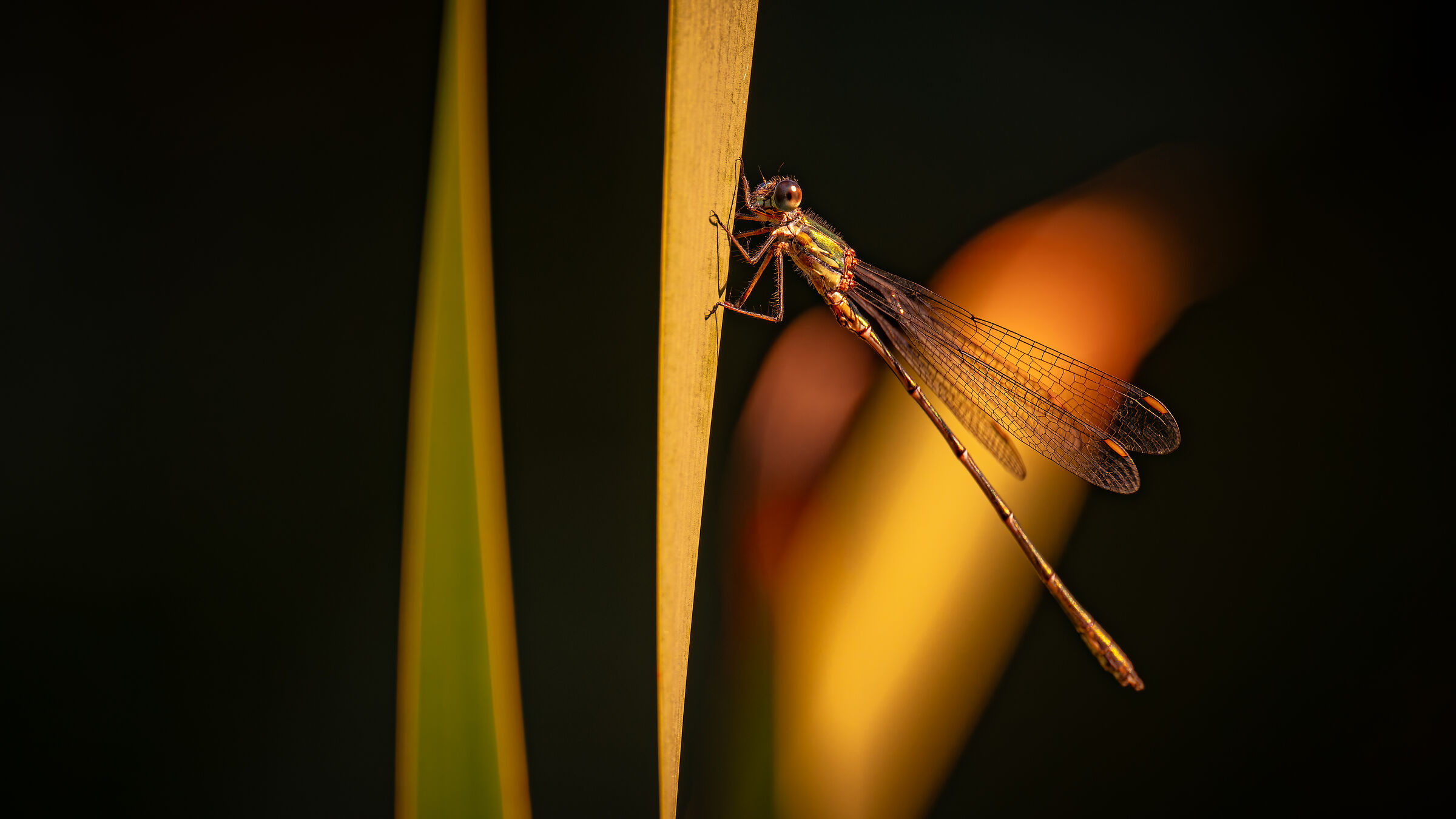willow emerald damselfly