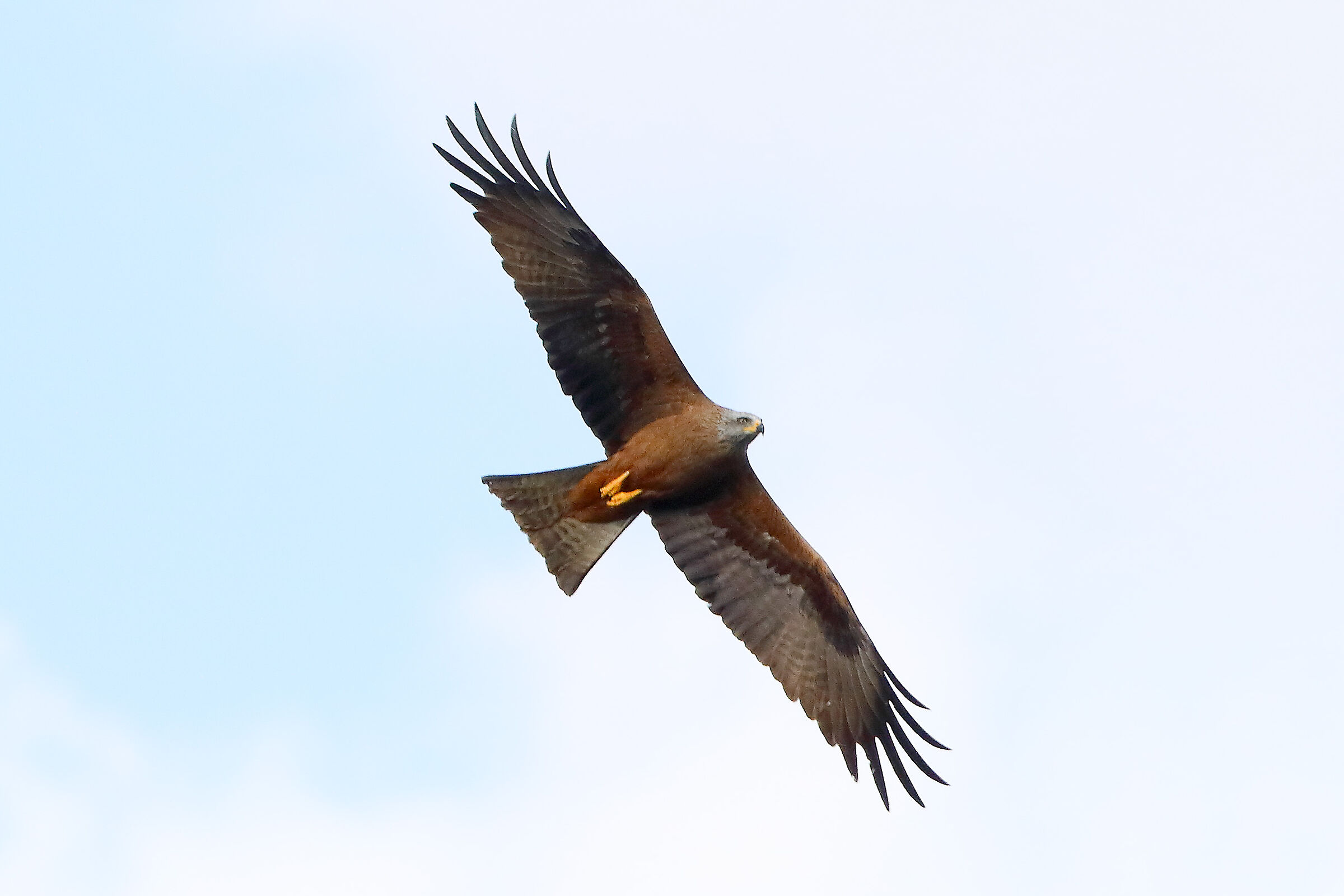 Nibbio bruno 29 marzo 2025 - 0270