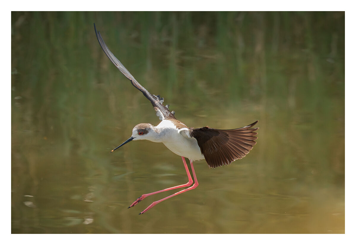 Cavaliere d'Italia in volo