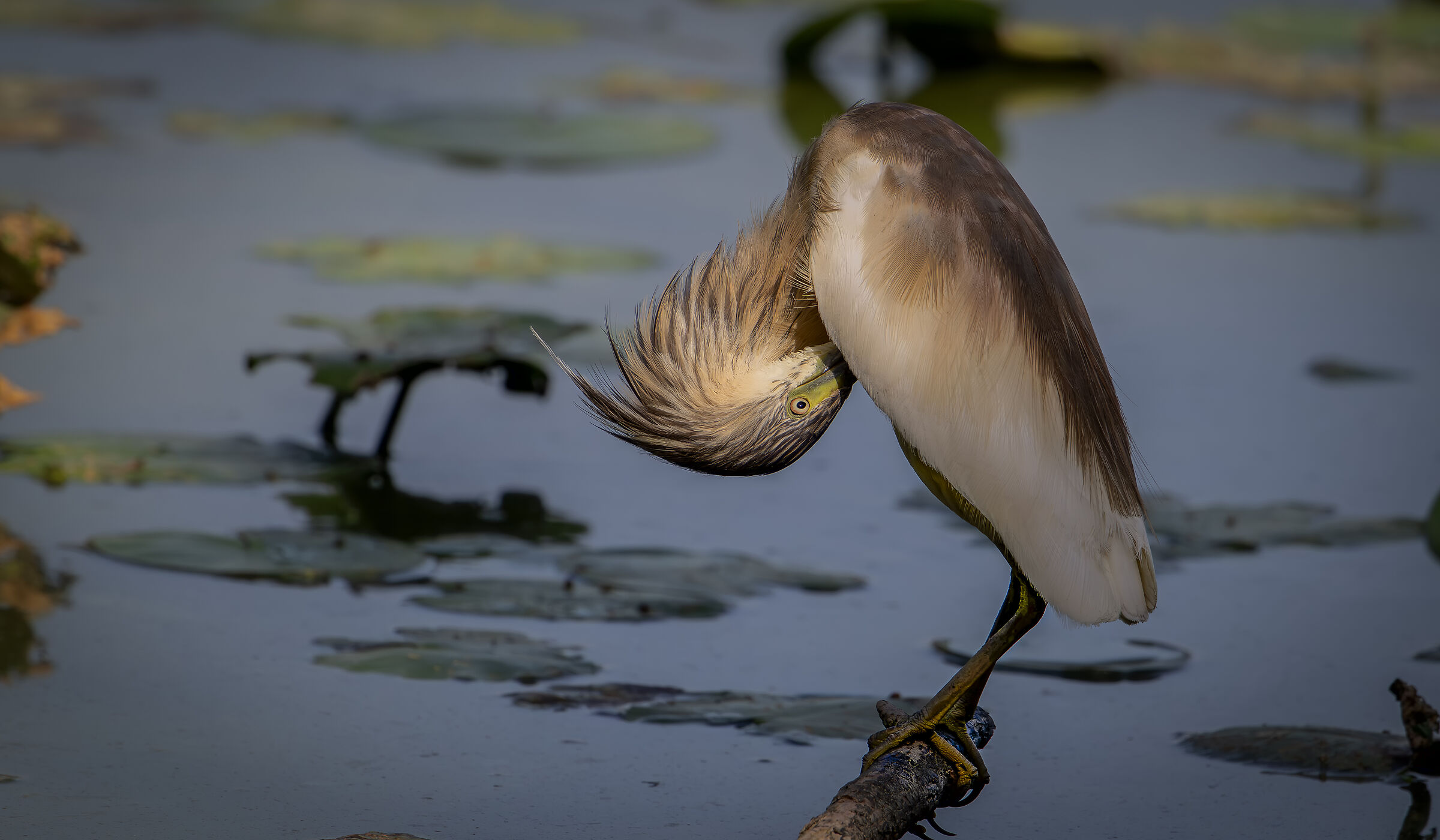 Squacco heron