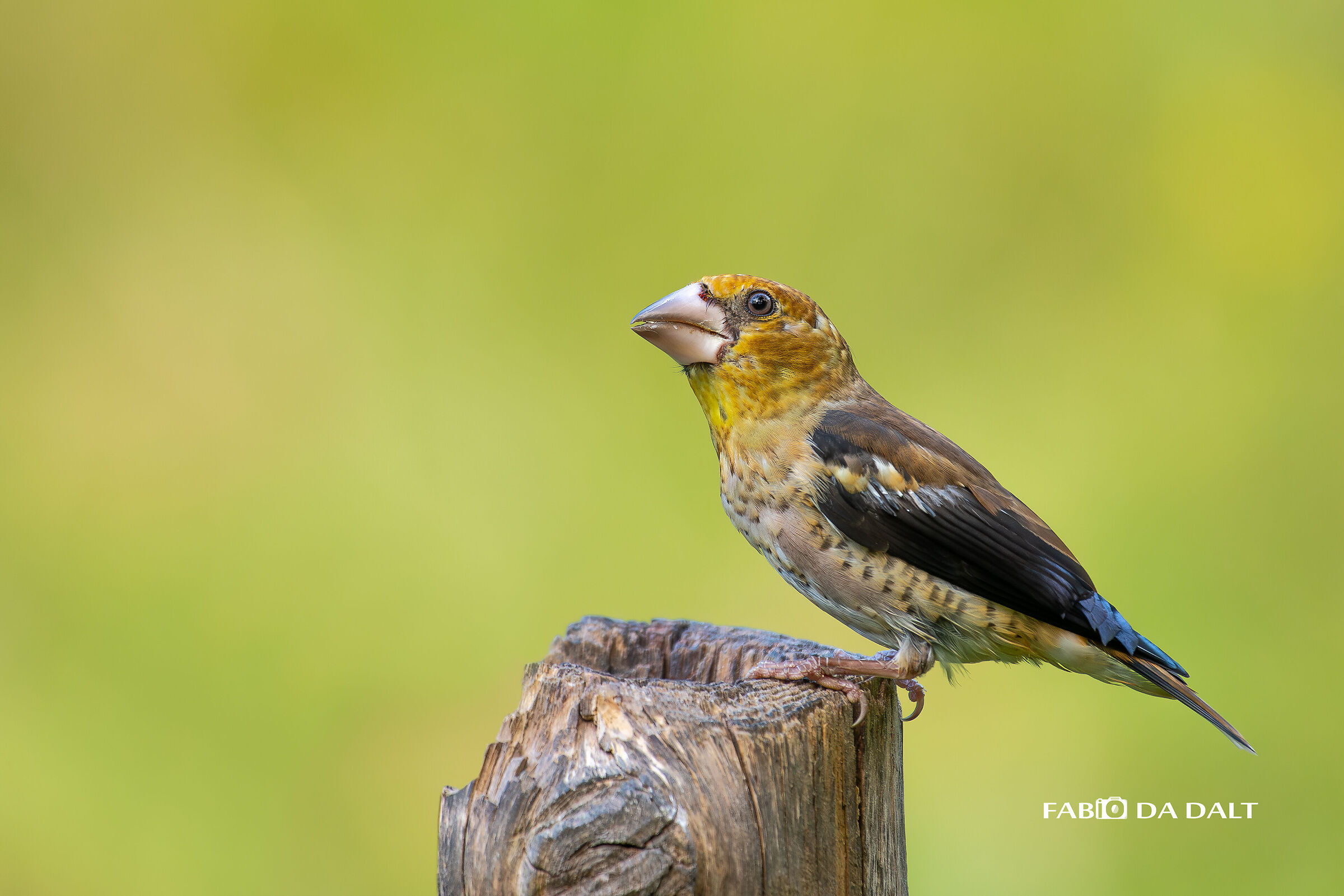 Hawfinch