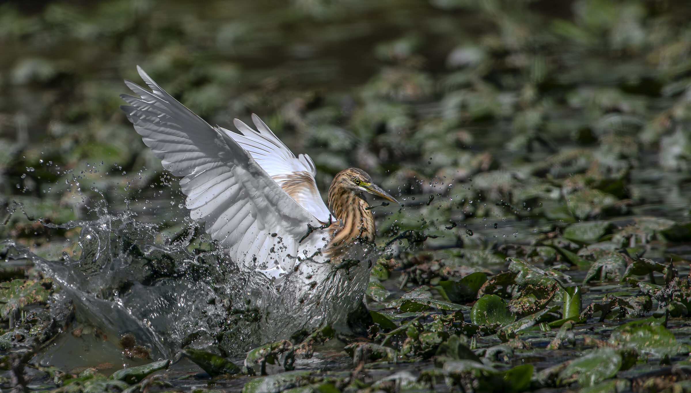 Squacco heron