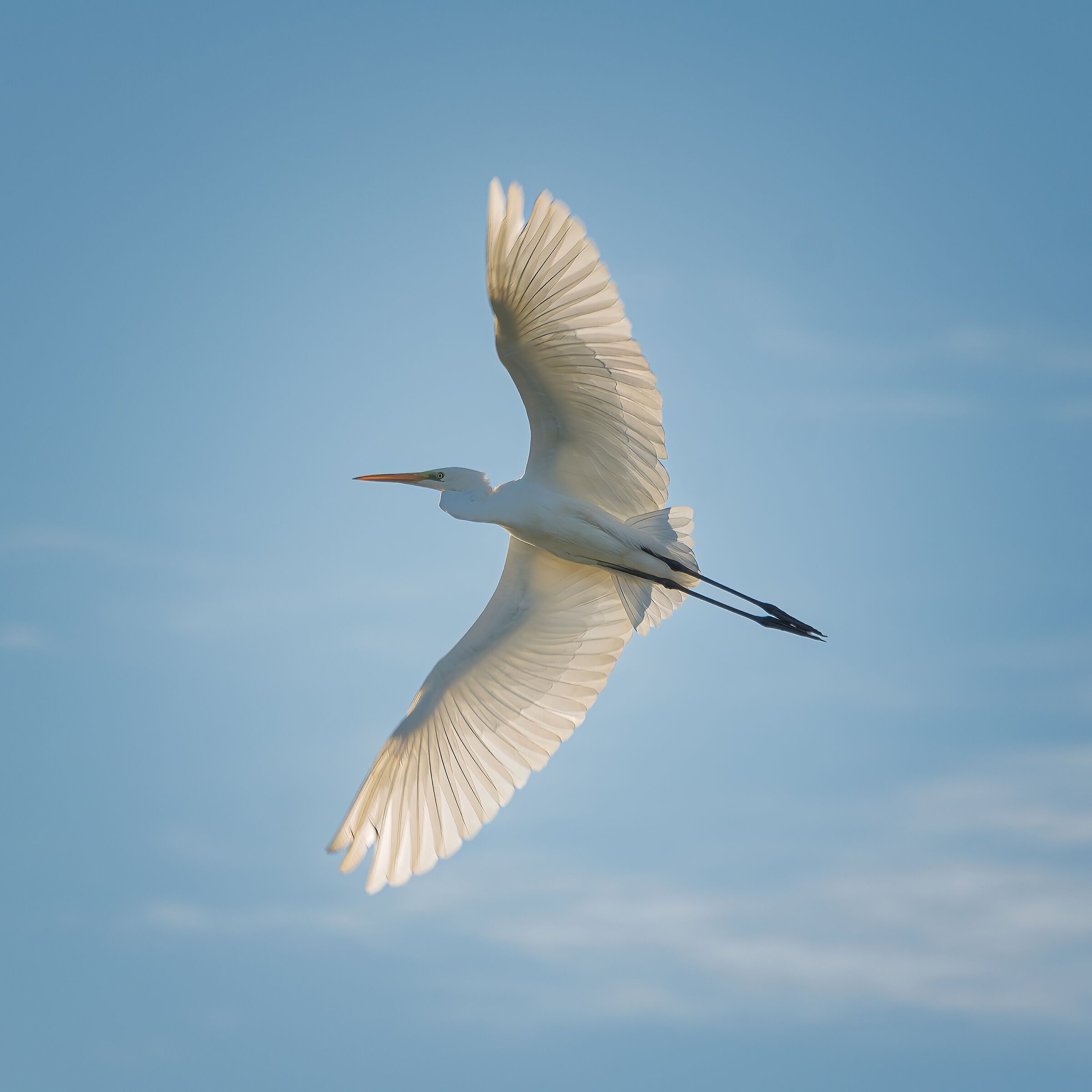 Great White Heron