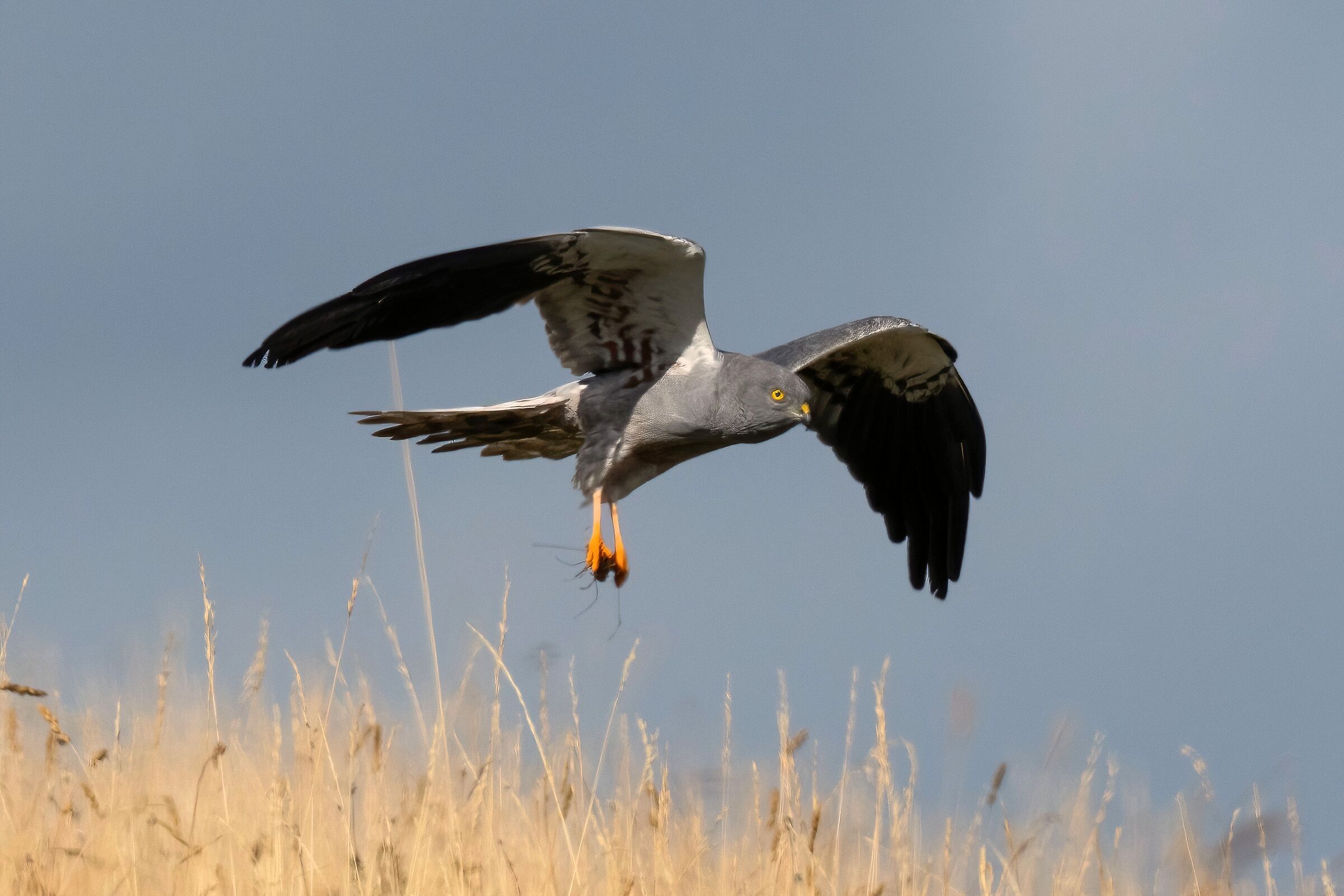 Montagu's Harrier (Circus pygargus) - male