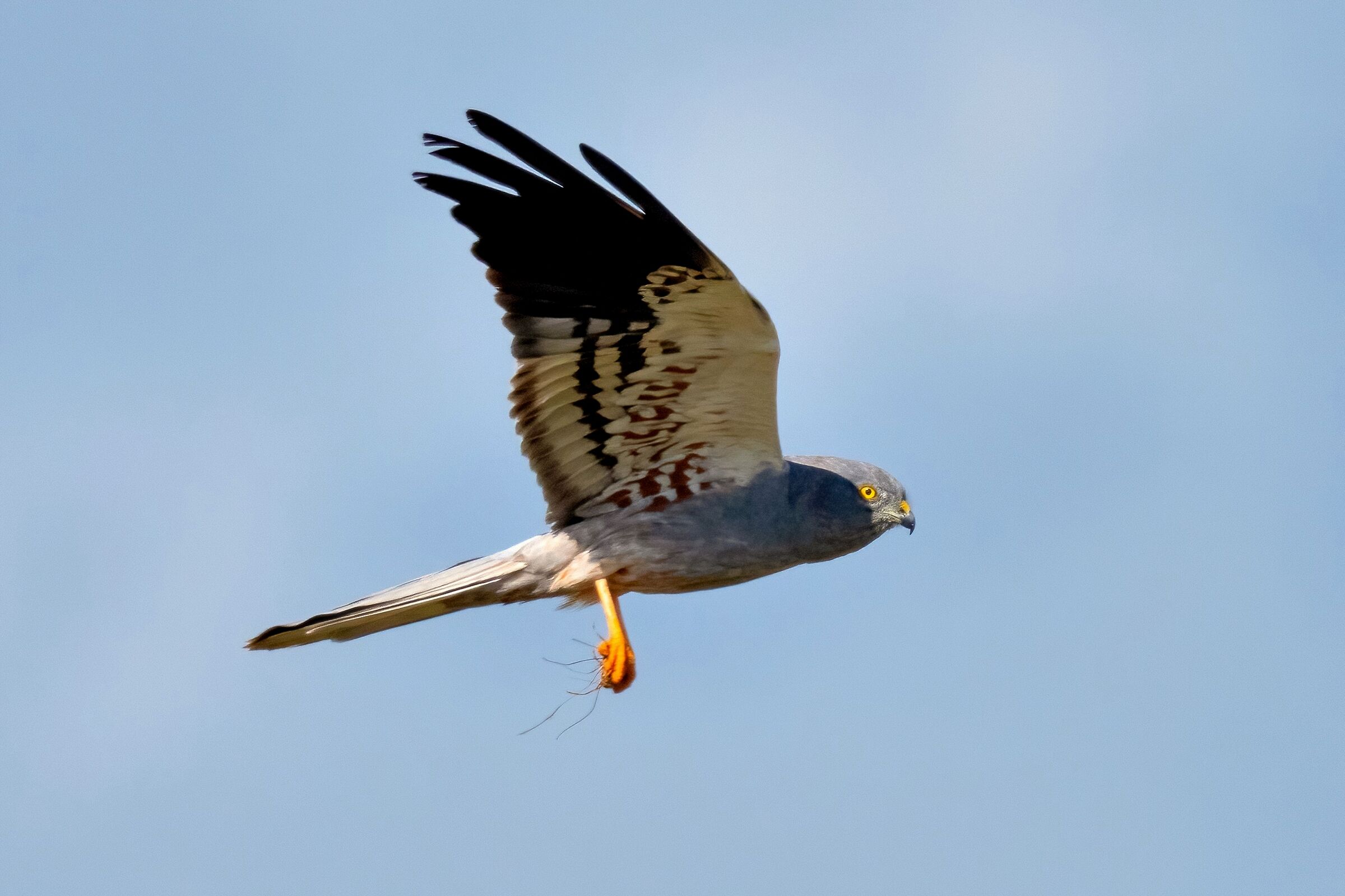Montagu's Harrier (Circus pygargus) - male