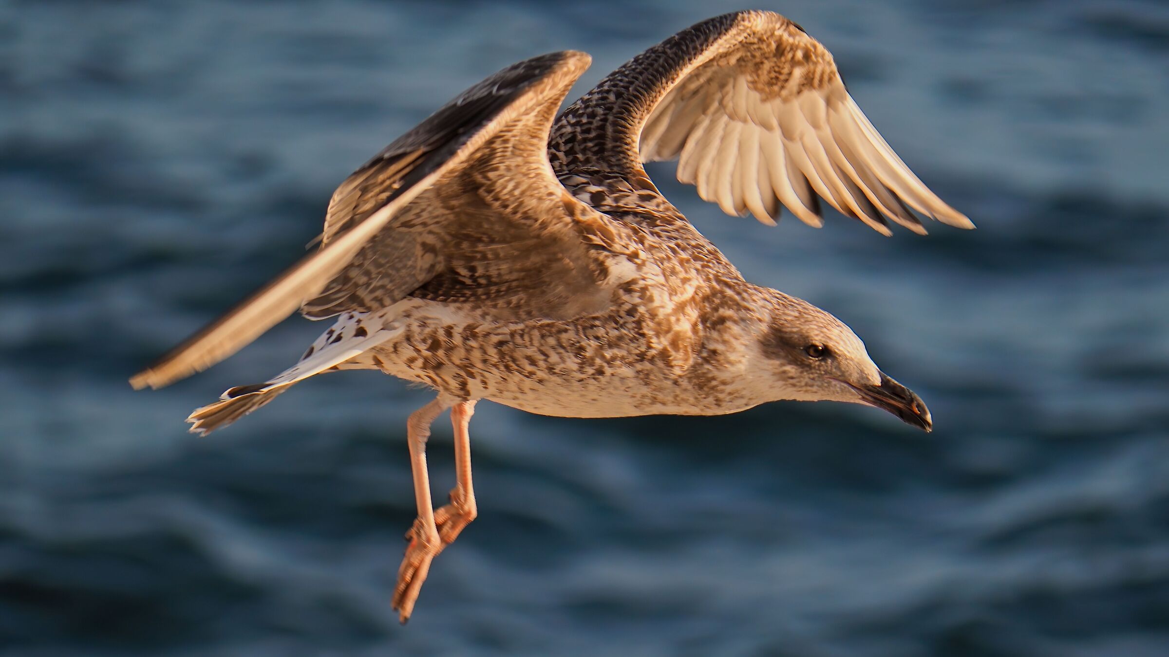 In volo