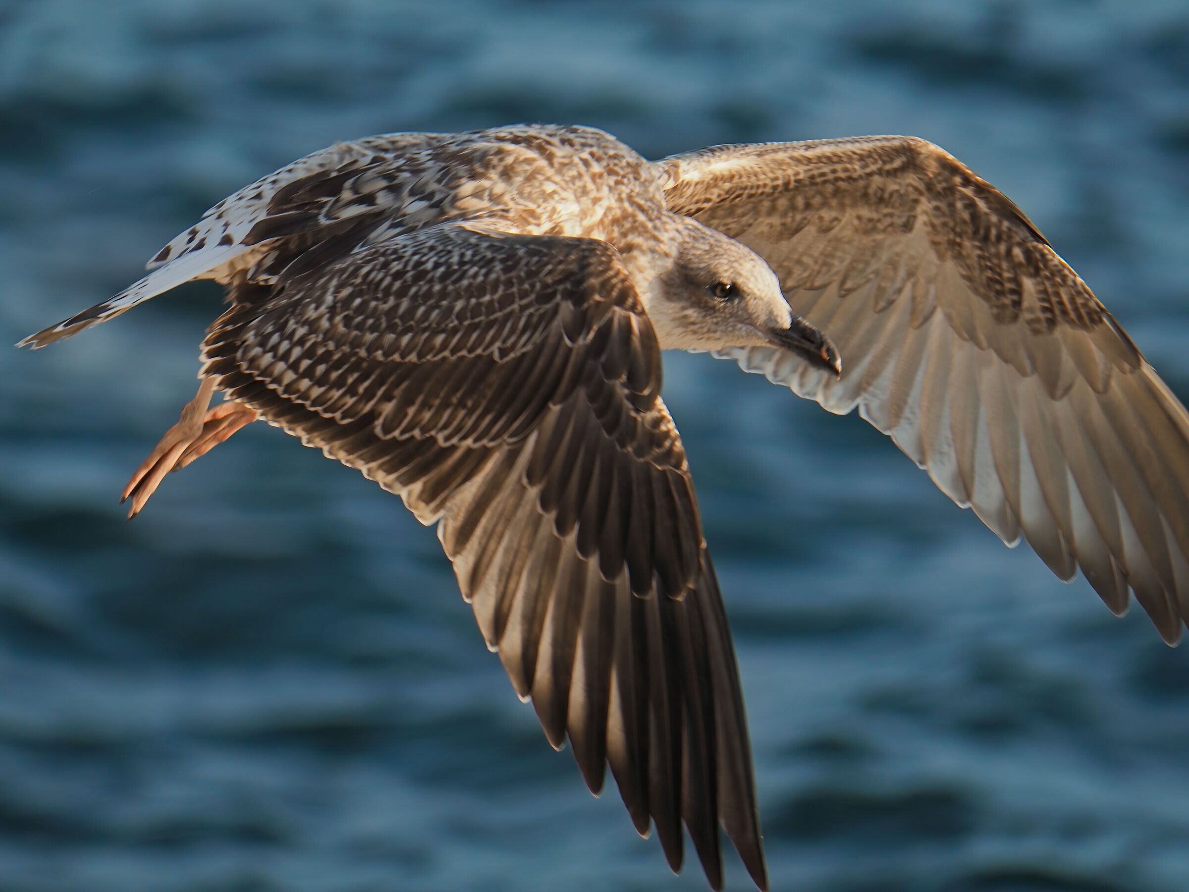 In volo 2