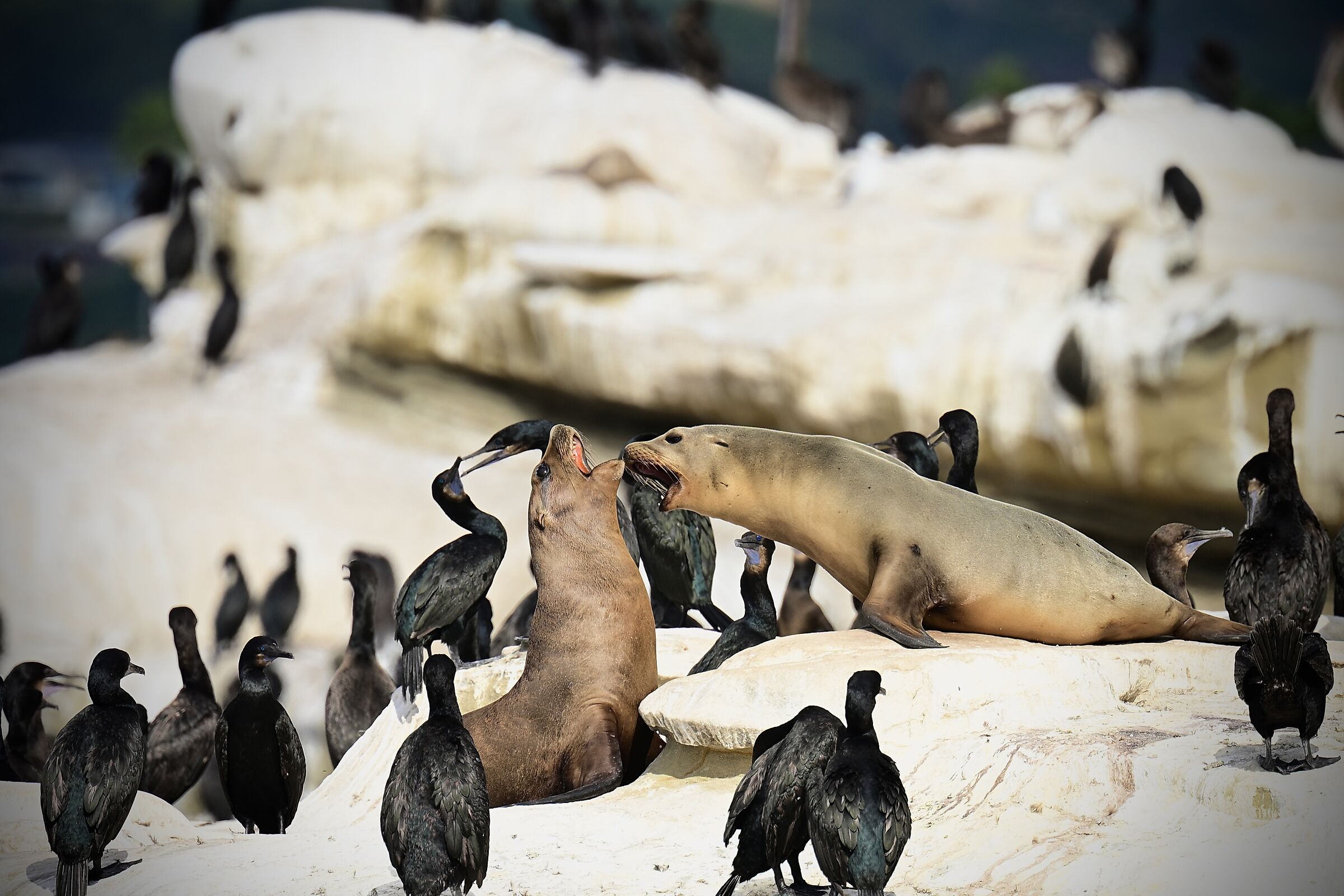 Bickering in San Diego