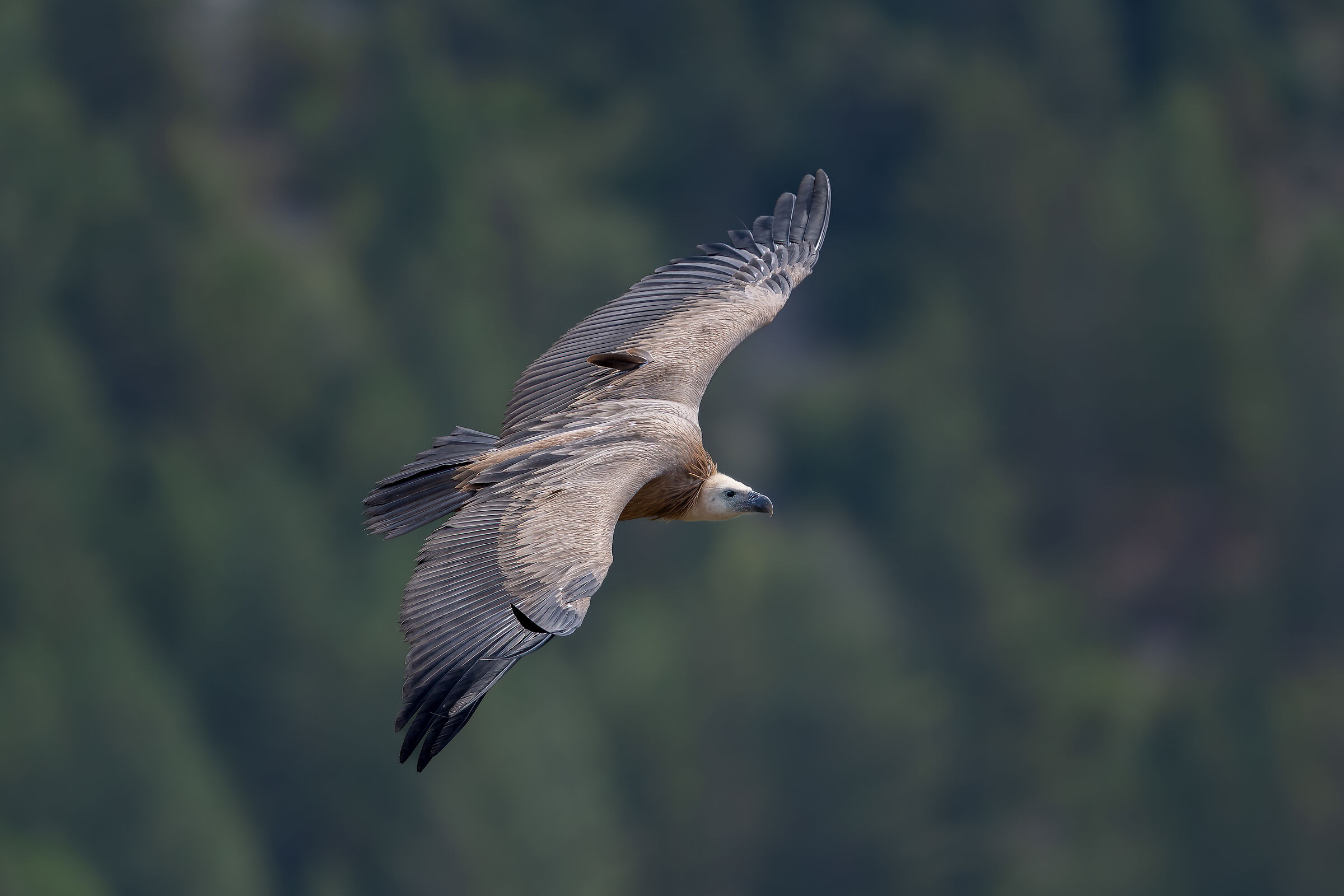 Griffin - Barronies Provencal