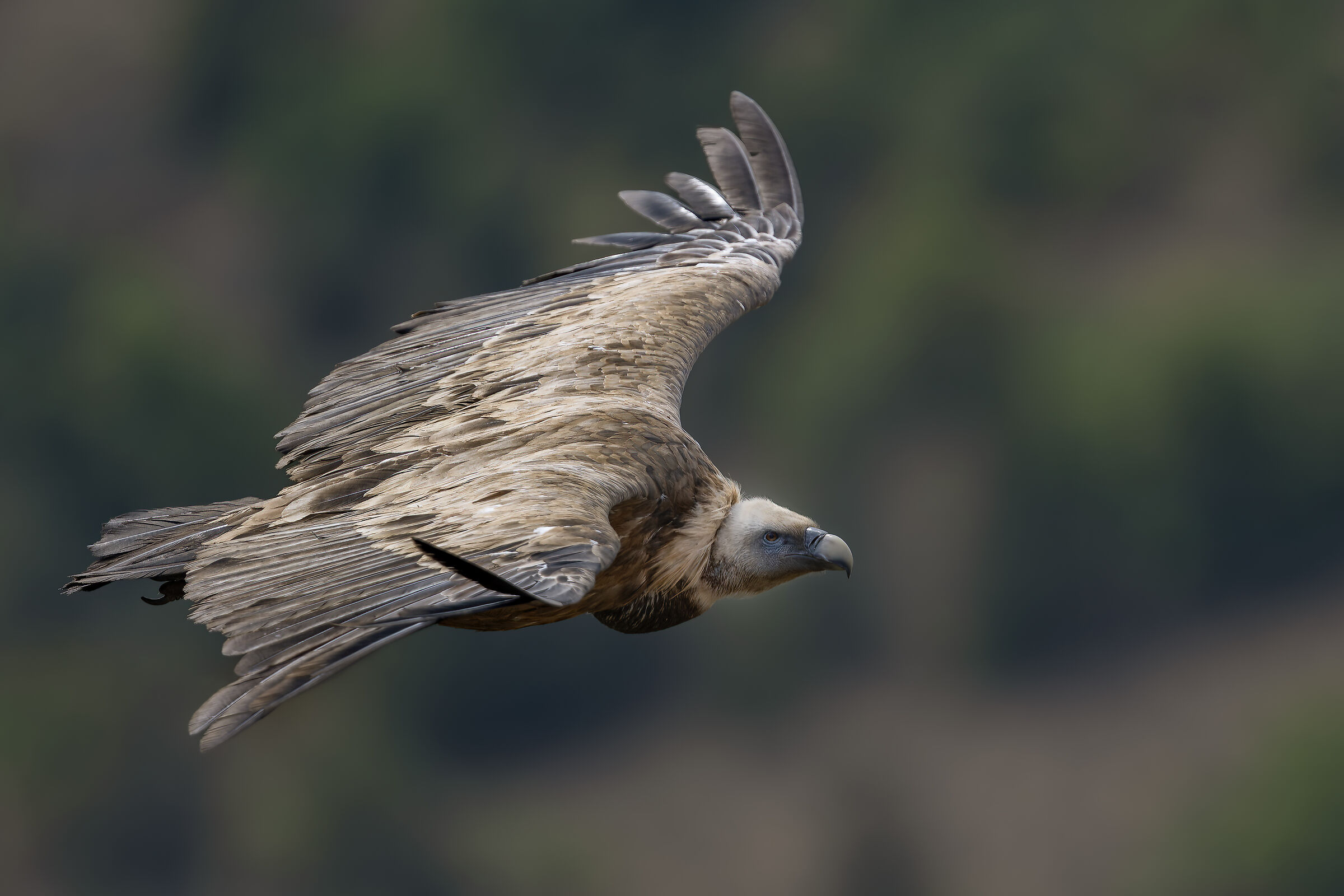 Griffin - Barronies Provencal