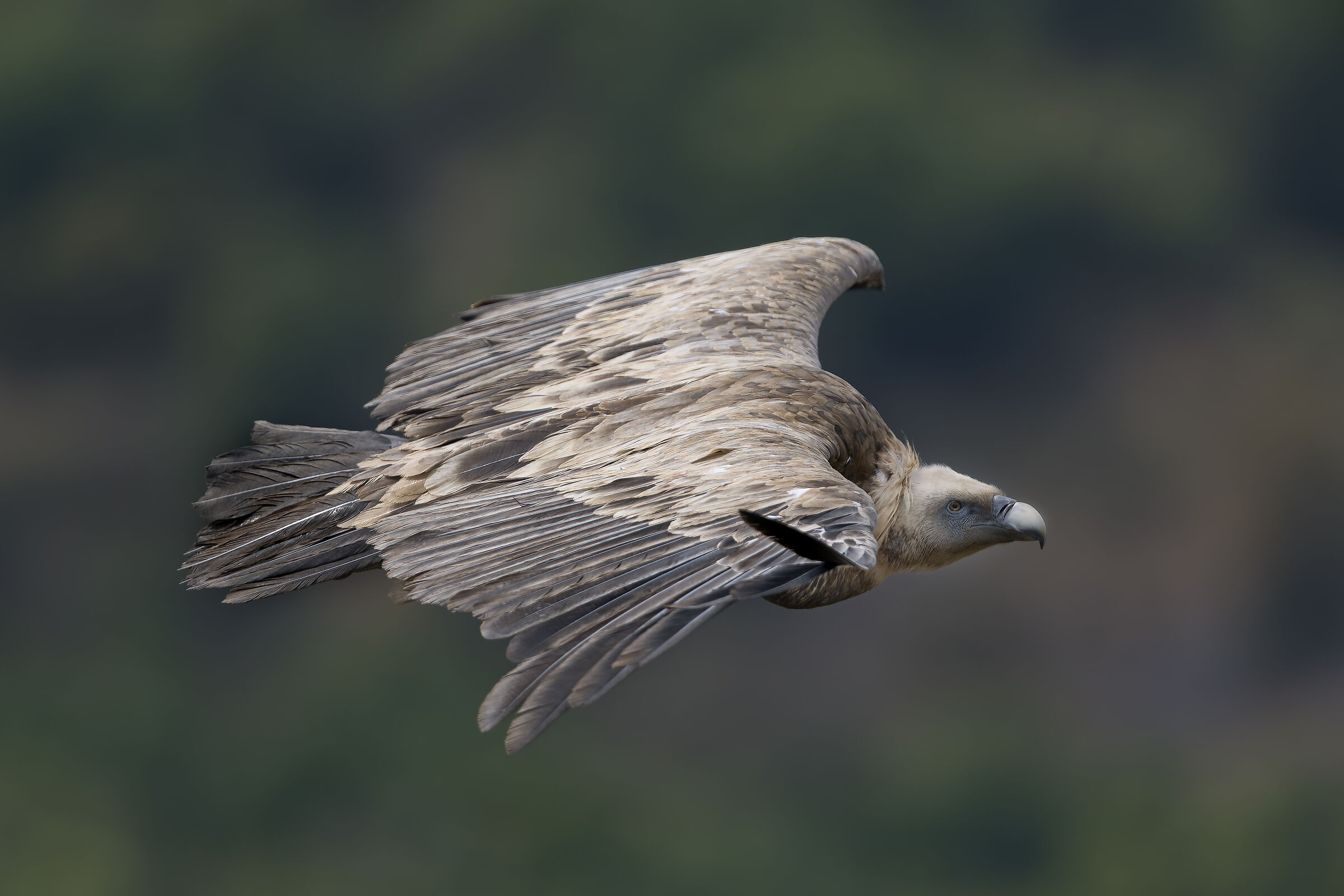 Griffin - Barronies Provencal