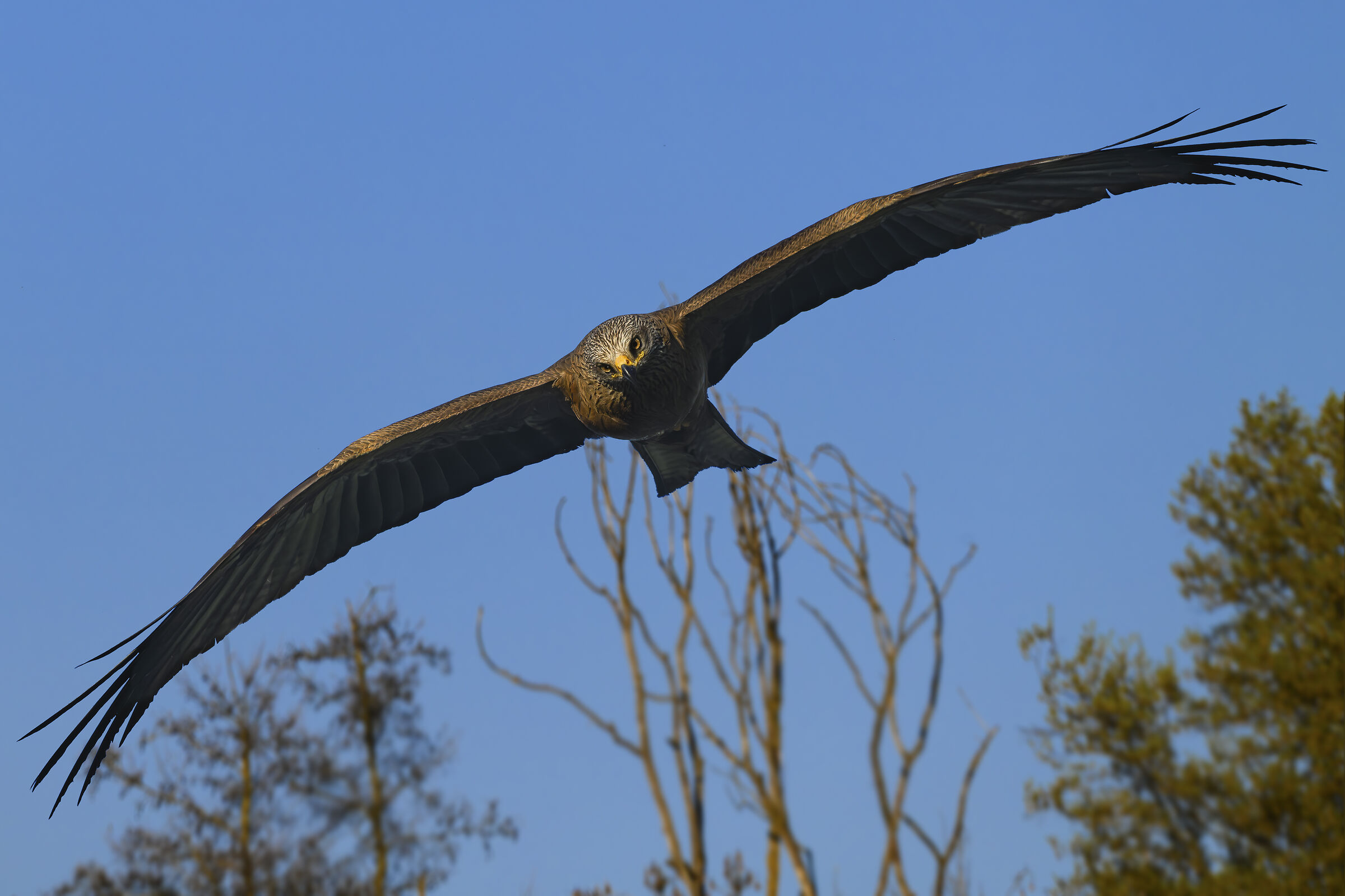 Black kite