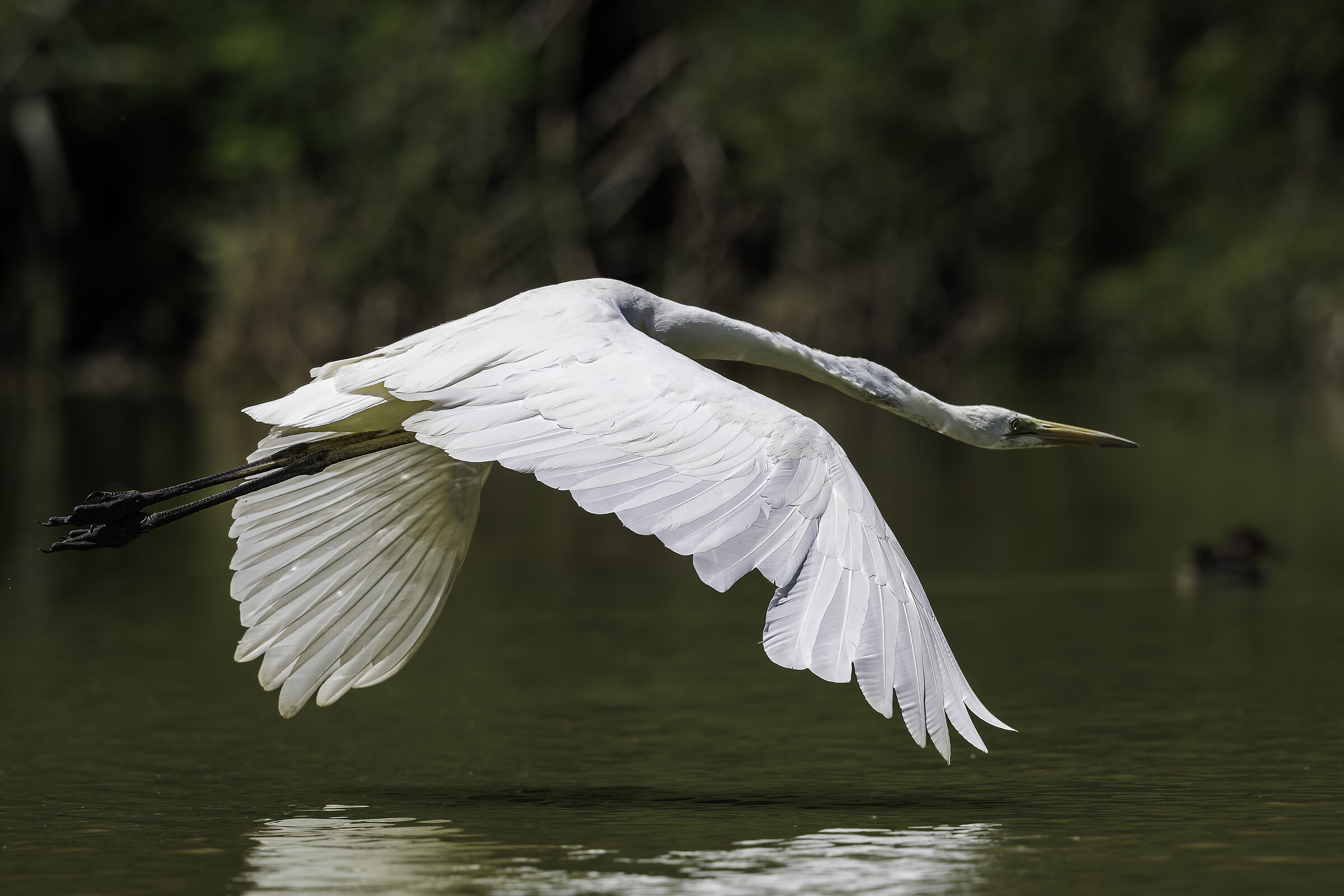 Great Egret