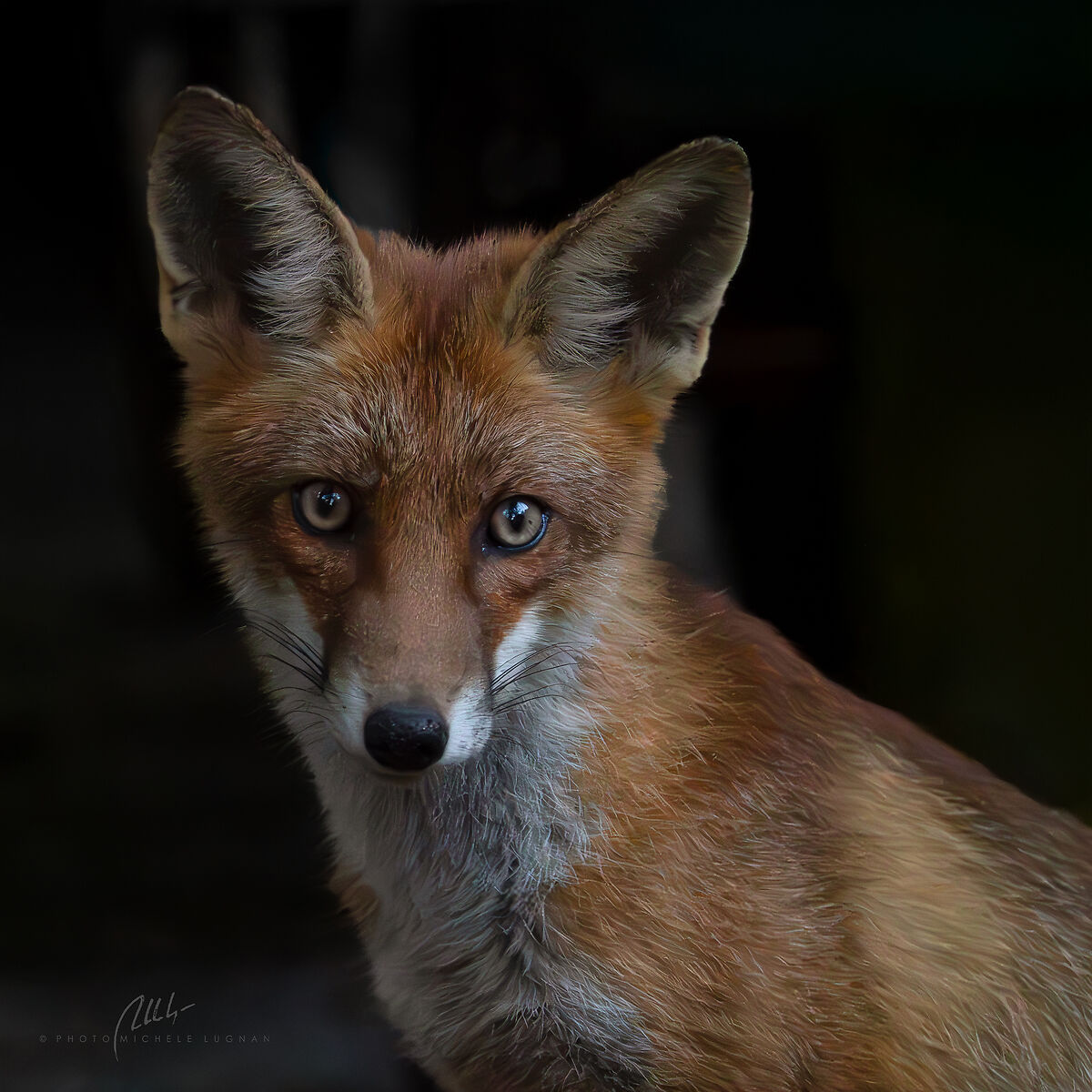 ritratto di cucciolo di volpe