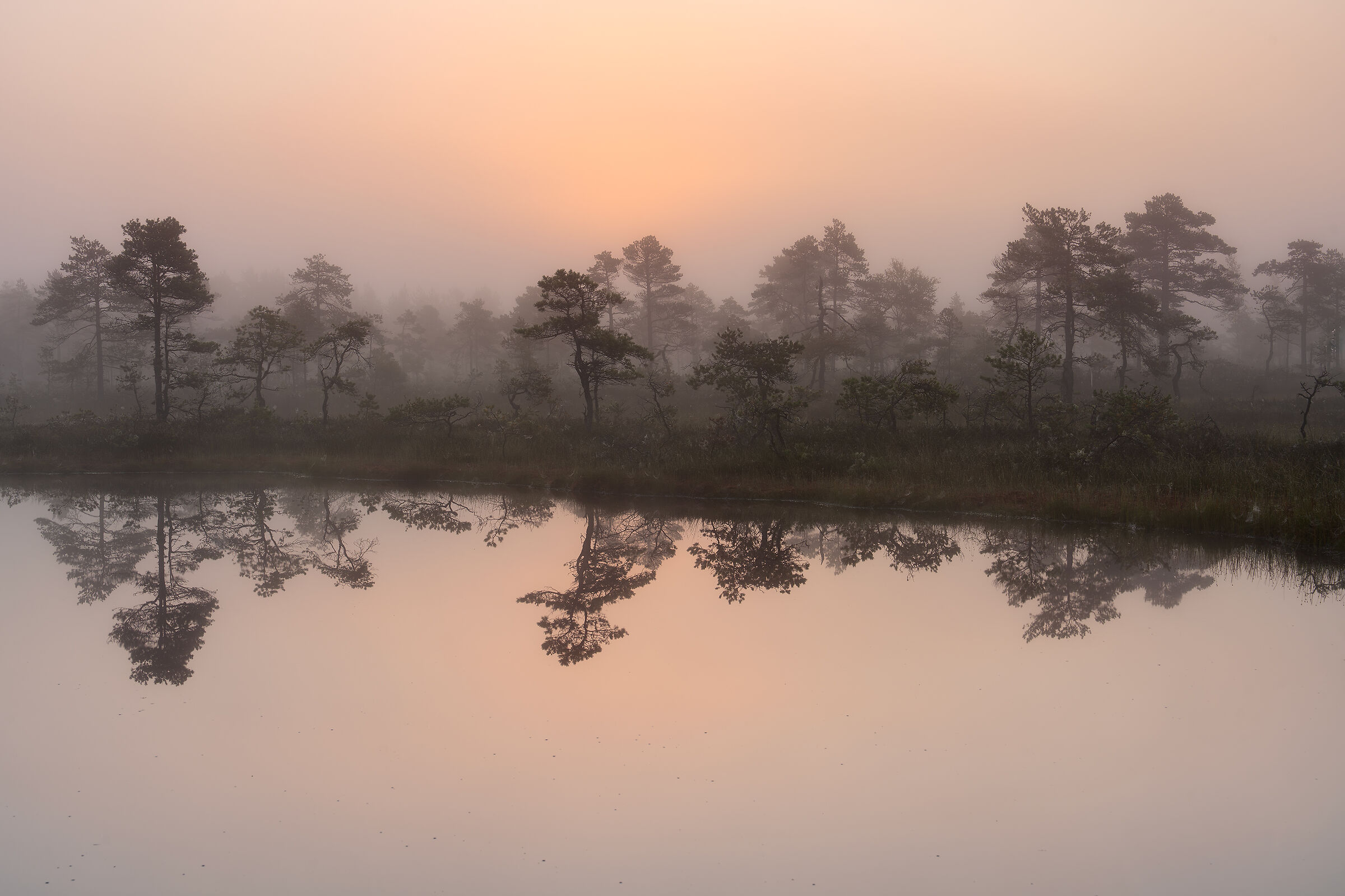 The peat bog in the fog