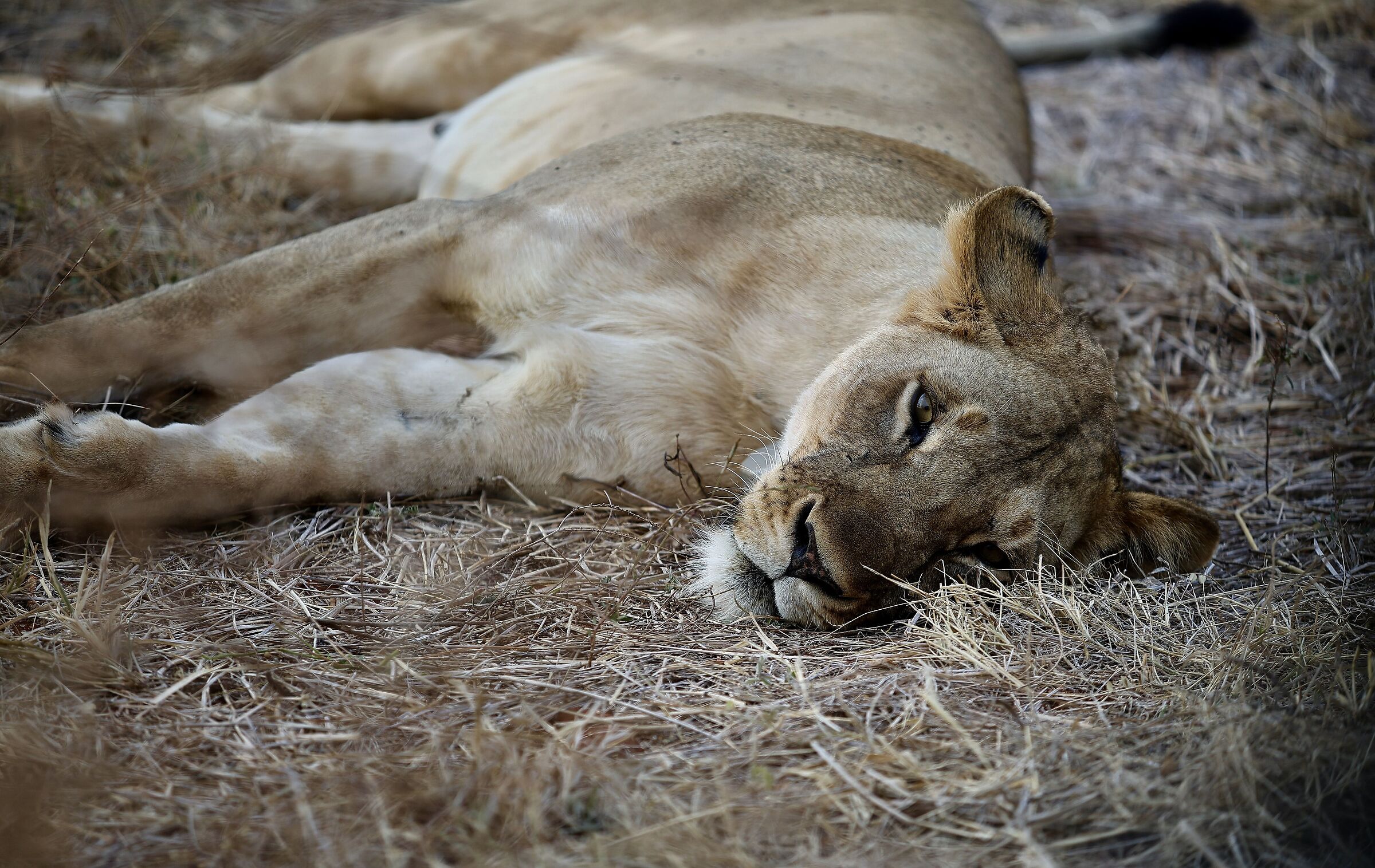 Il riposo della regina