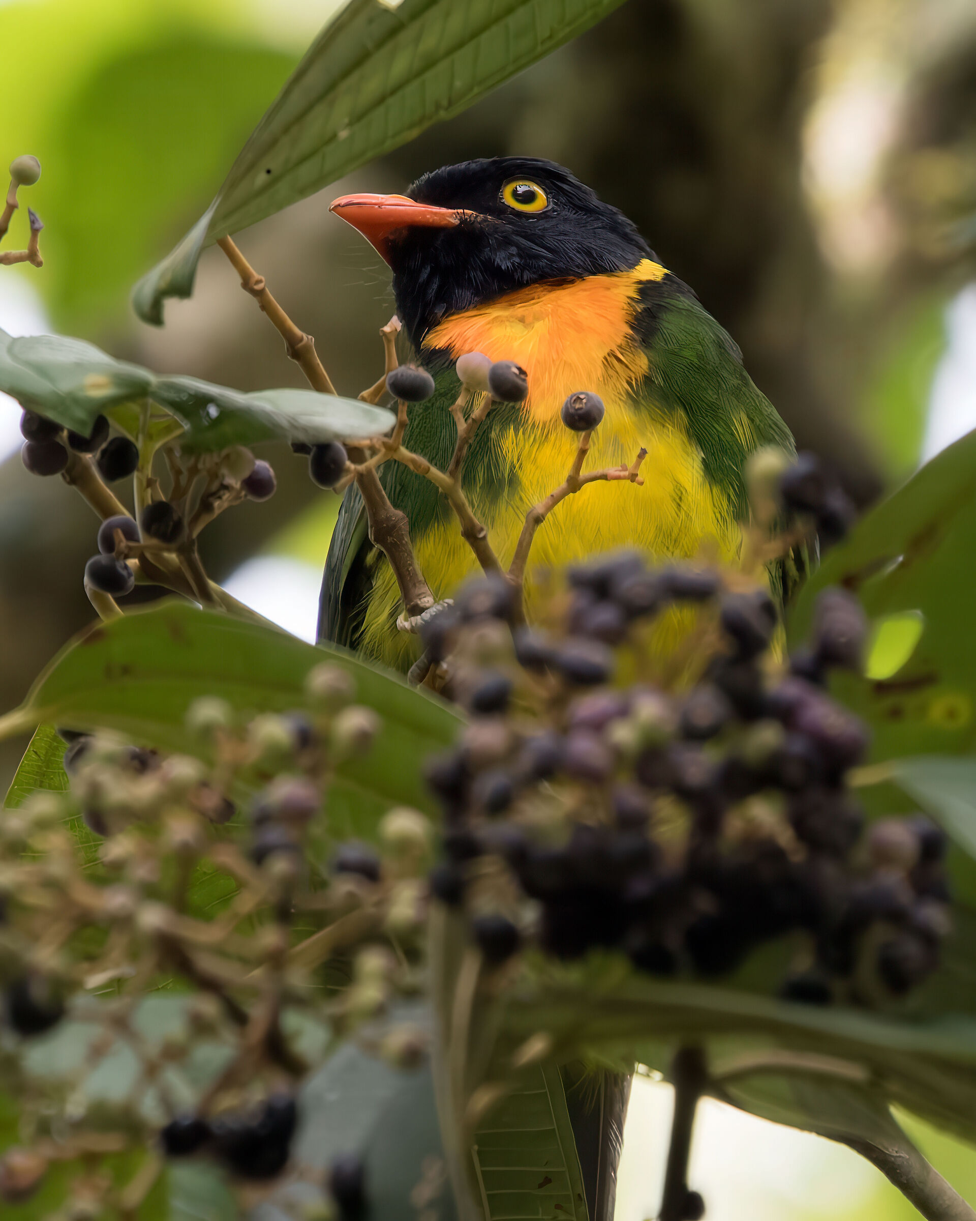 Fruttaio pettoarancio