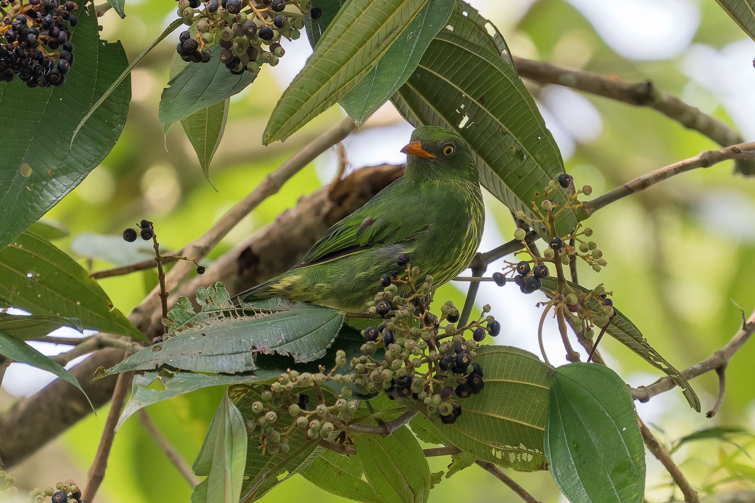 Fruttaio pettoarancio (femmina)