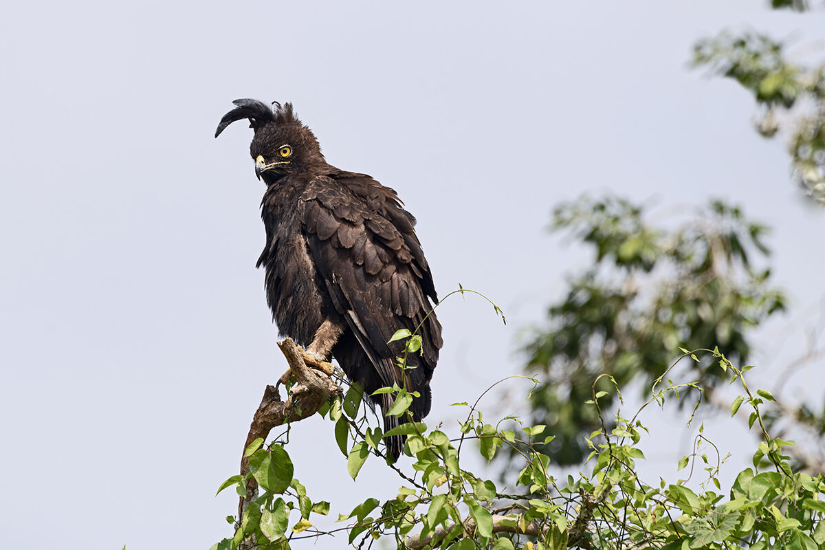 Tufted eagle