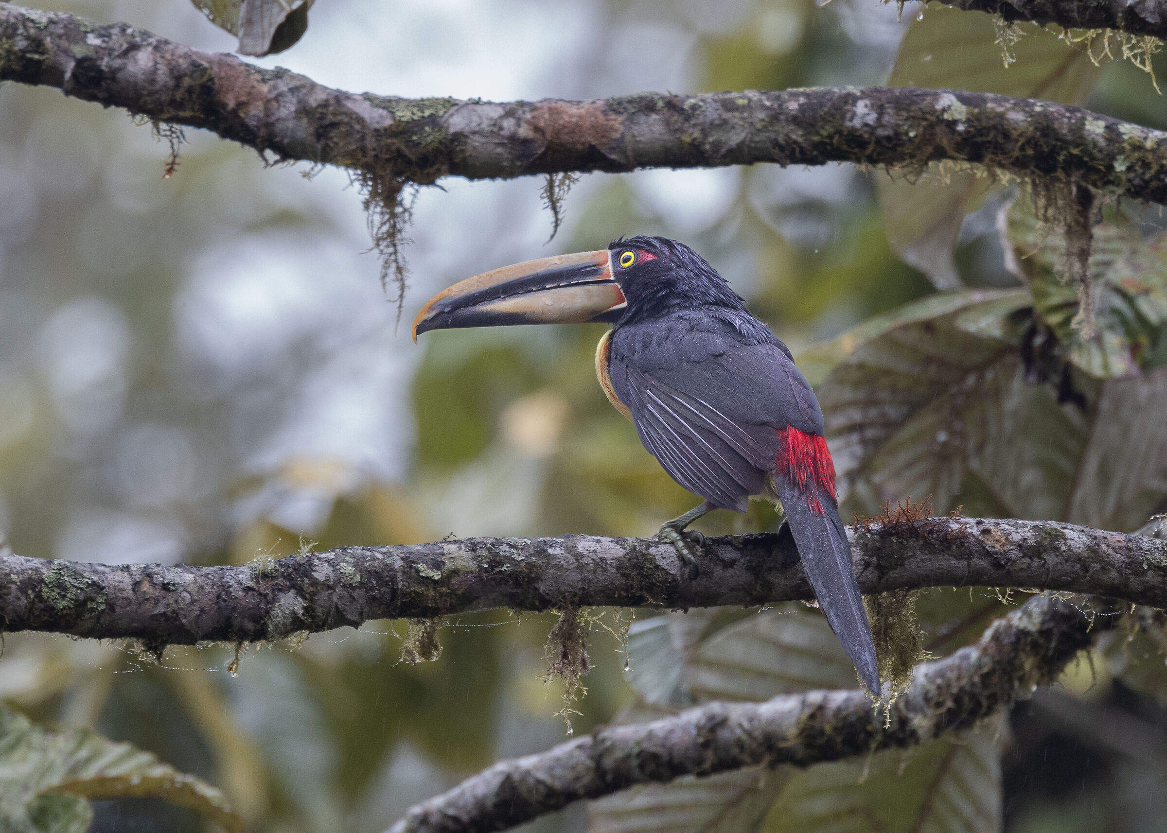 Aracari dal collare