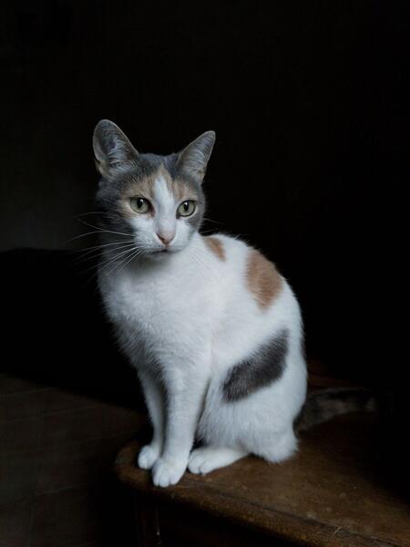 Foto