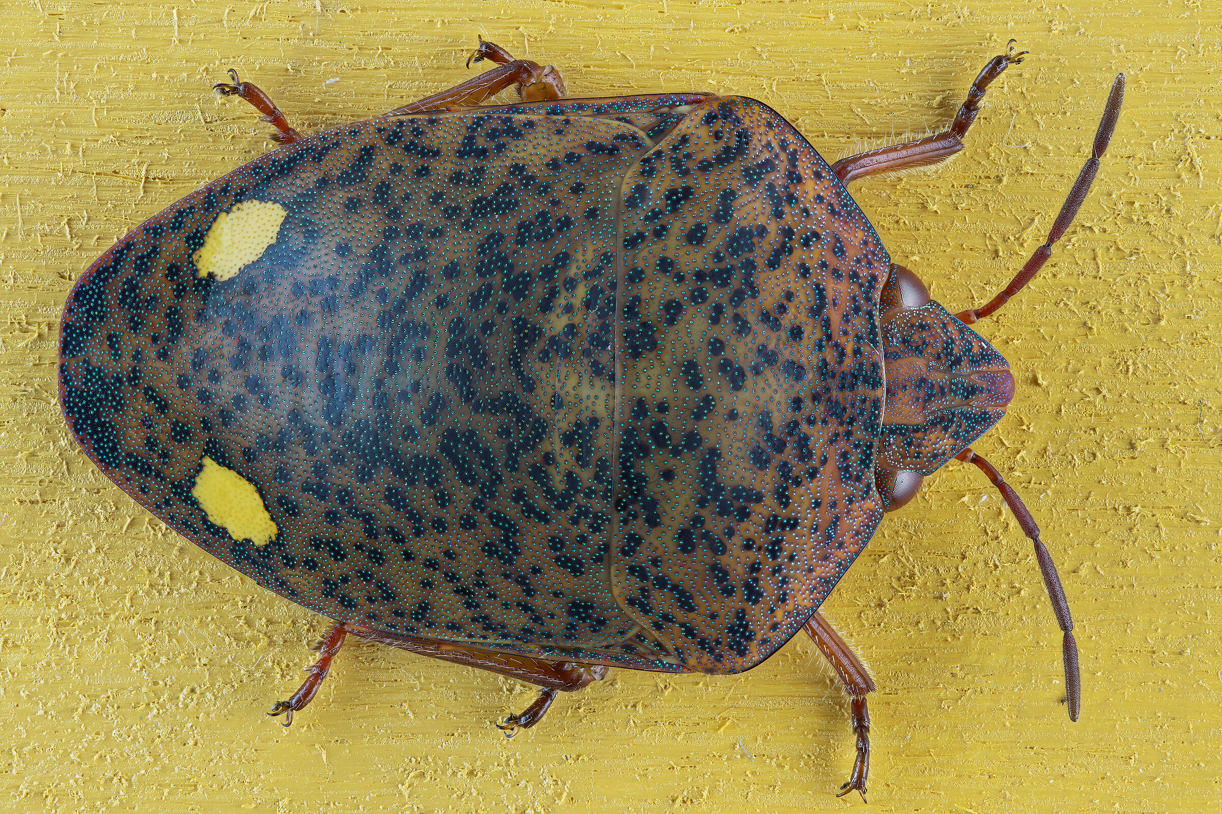 Solenosthedium bilunatum