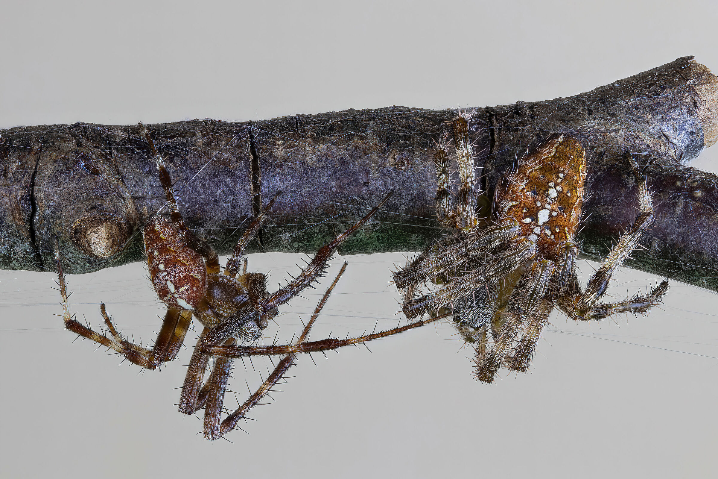 Araneus diadematus male and female