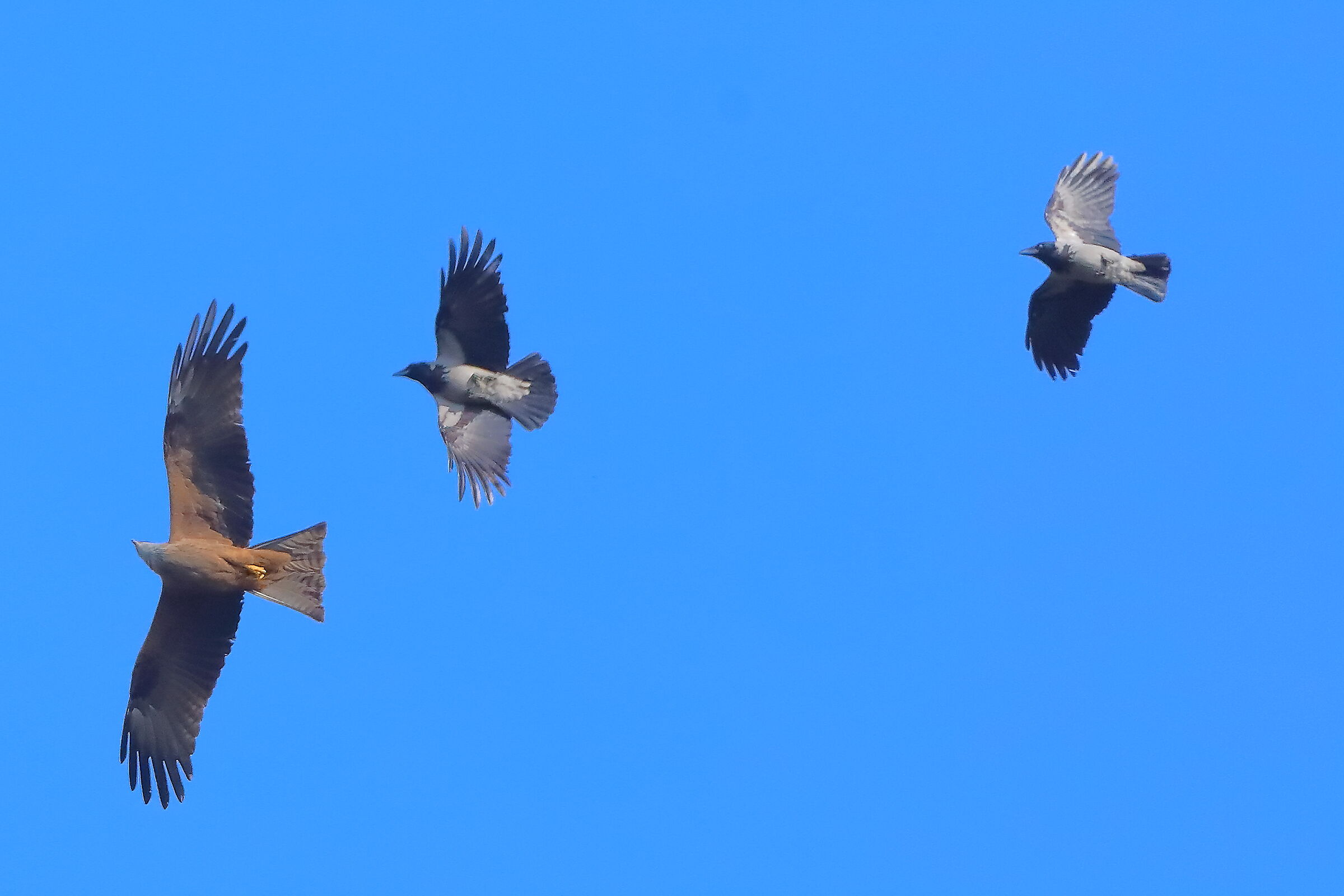 Nibbio vs Corvo 03 aprile 2025 - 0022