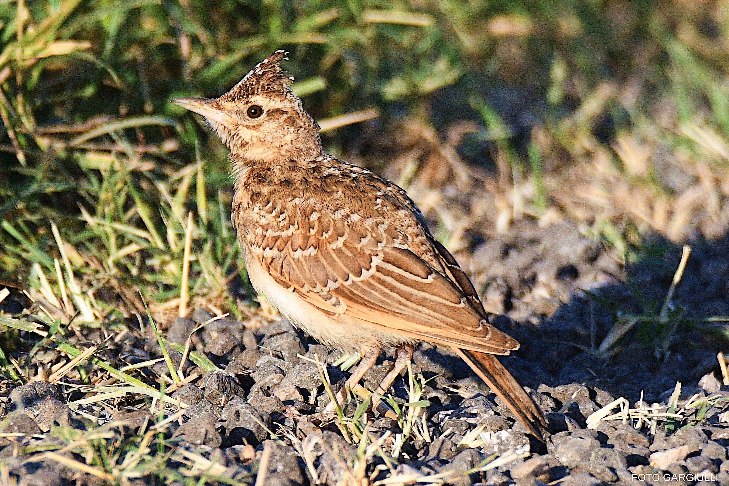Skylark