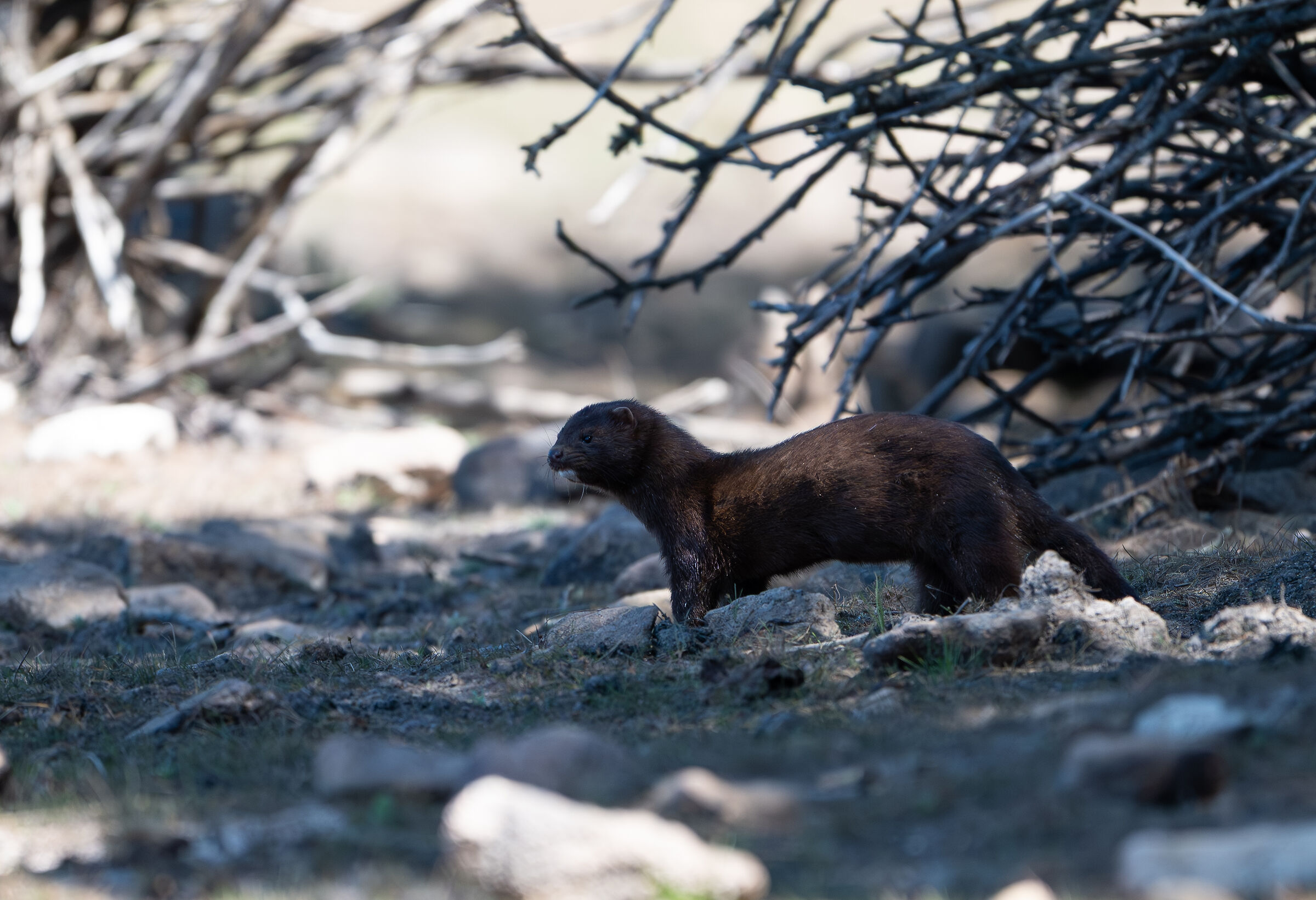 American Mink