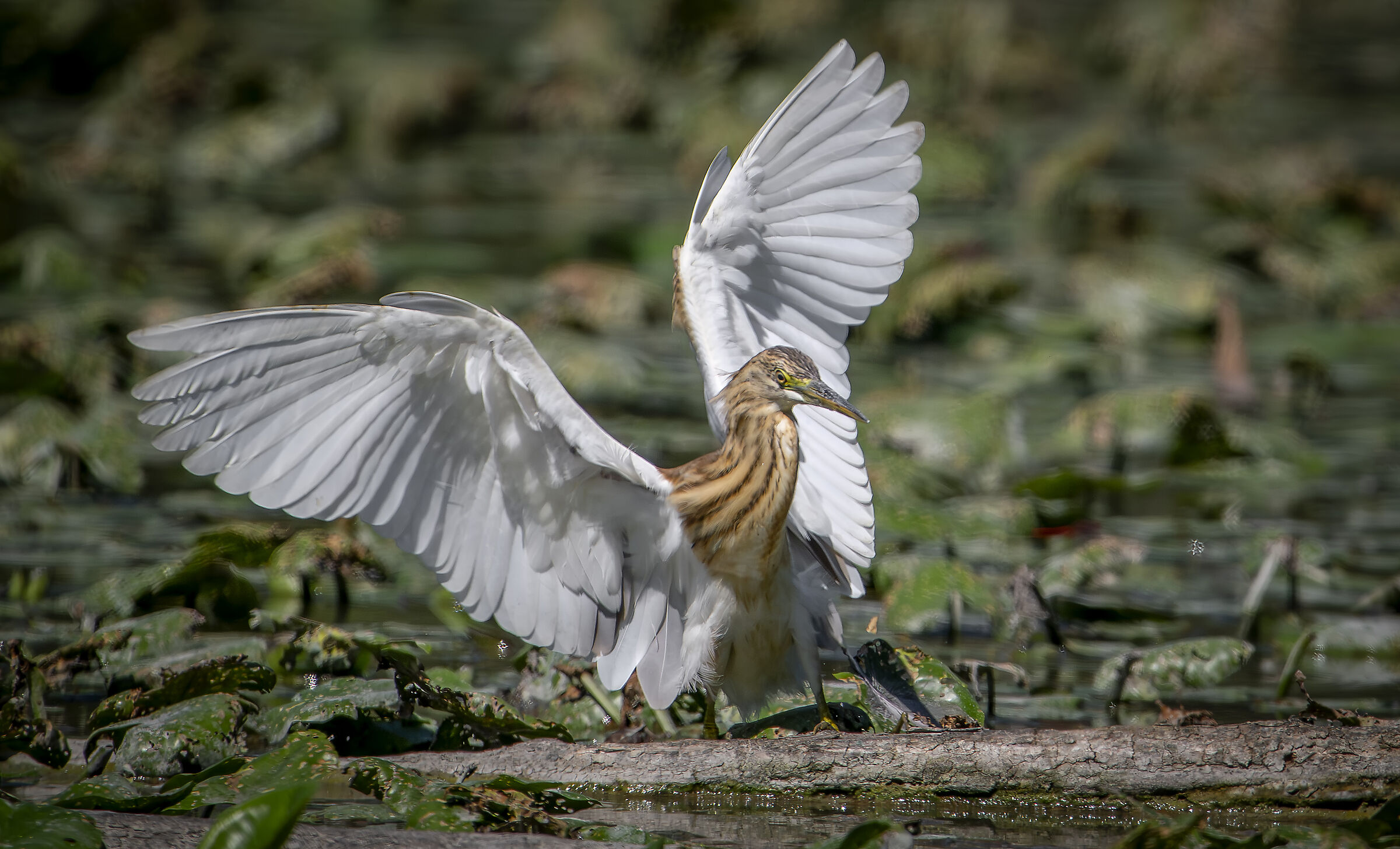 Squacco heron